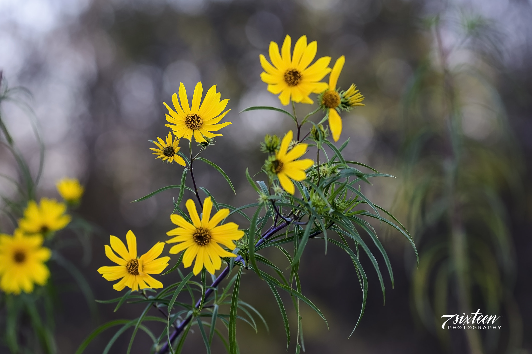 Nikon D500 sample photo. Wildflower yellow photography