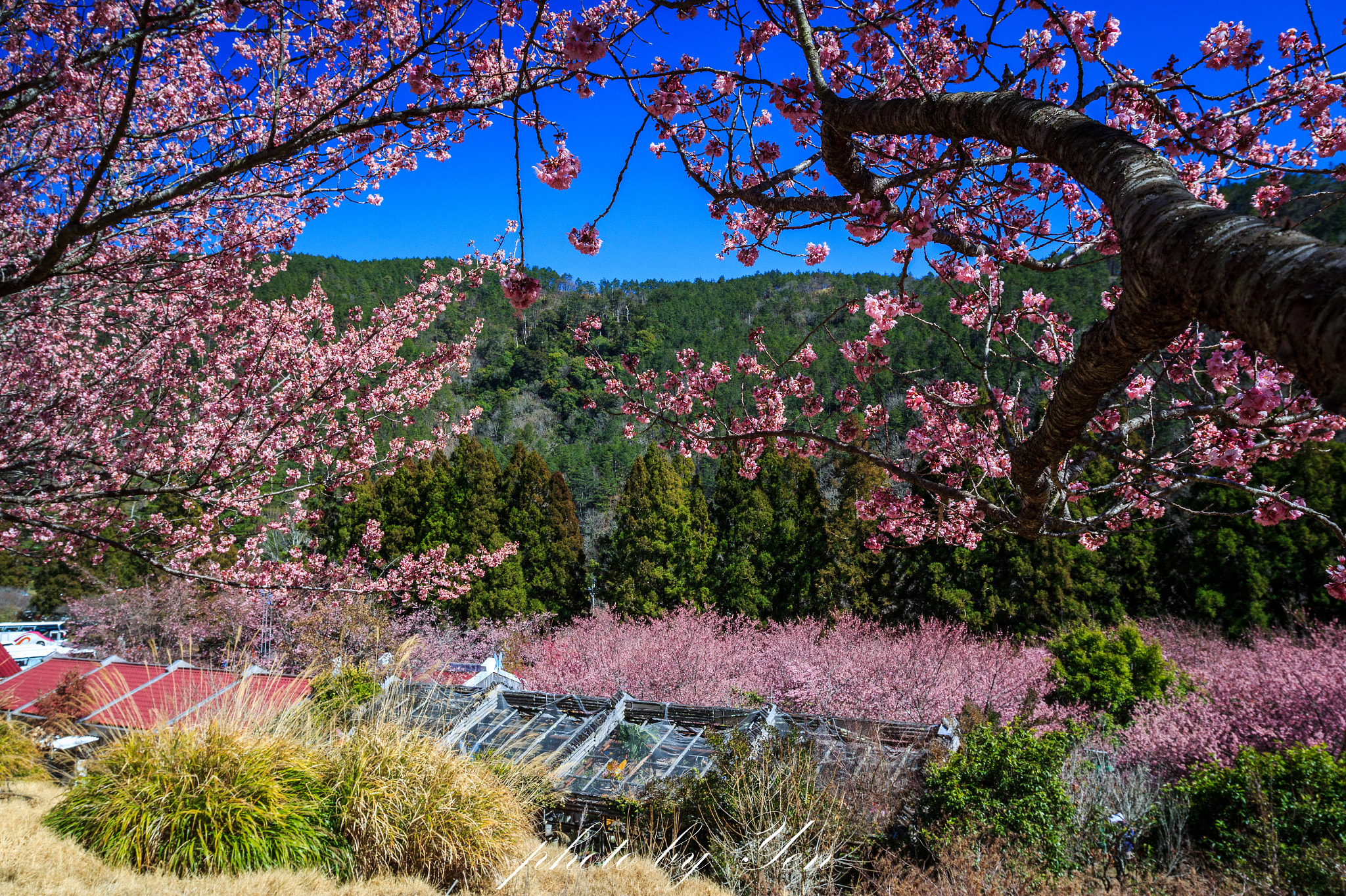 Canon EF 16-35mm F2.8L II USM sample photo. 武陵櫻花 photography