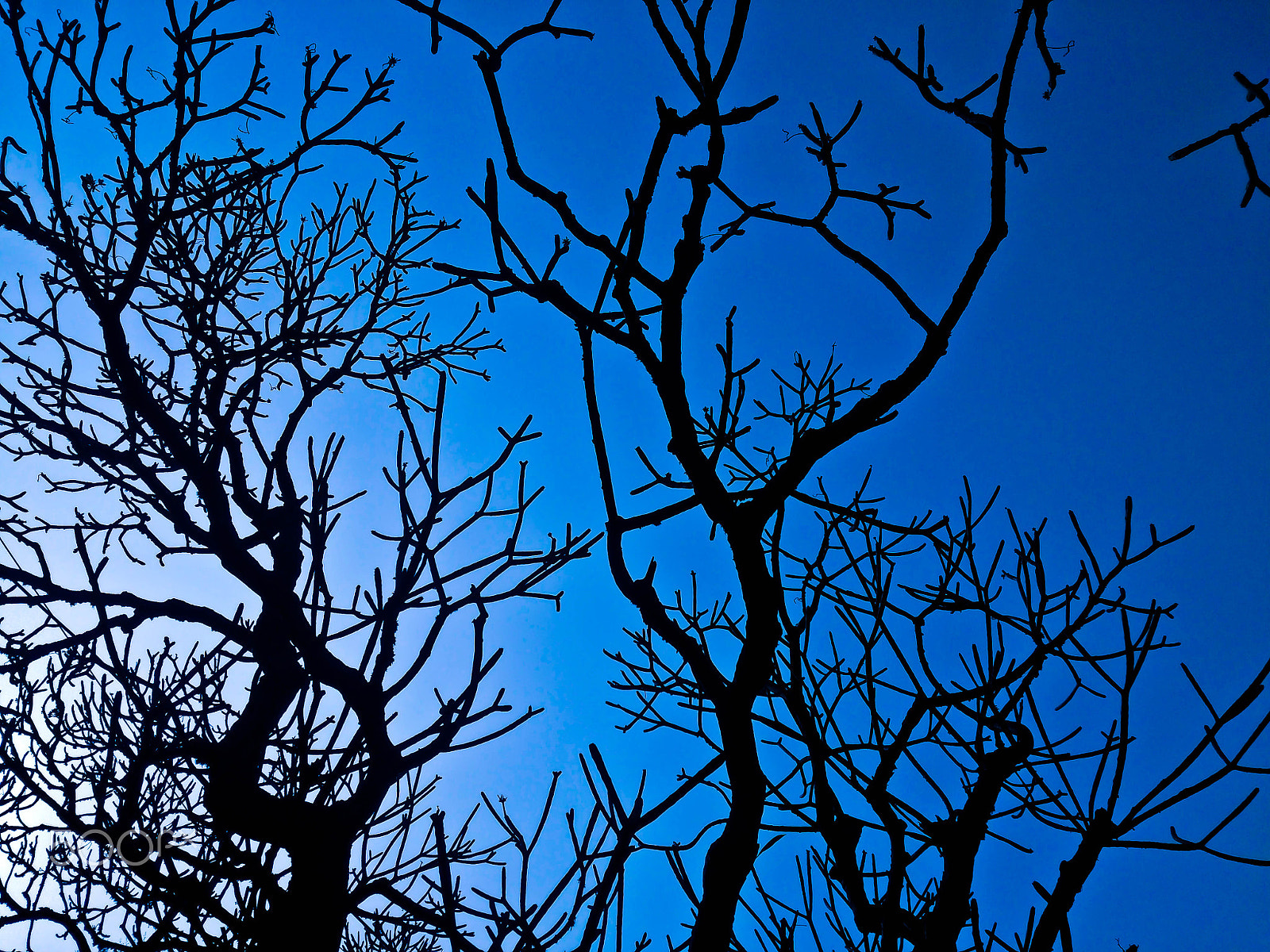 HUAWEI GR5 sample photo. Skeleton tree! photography