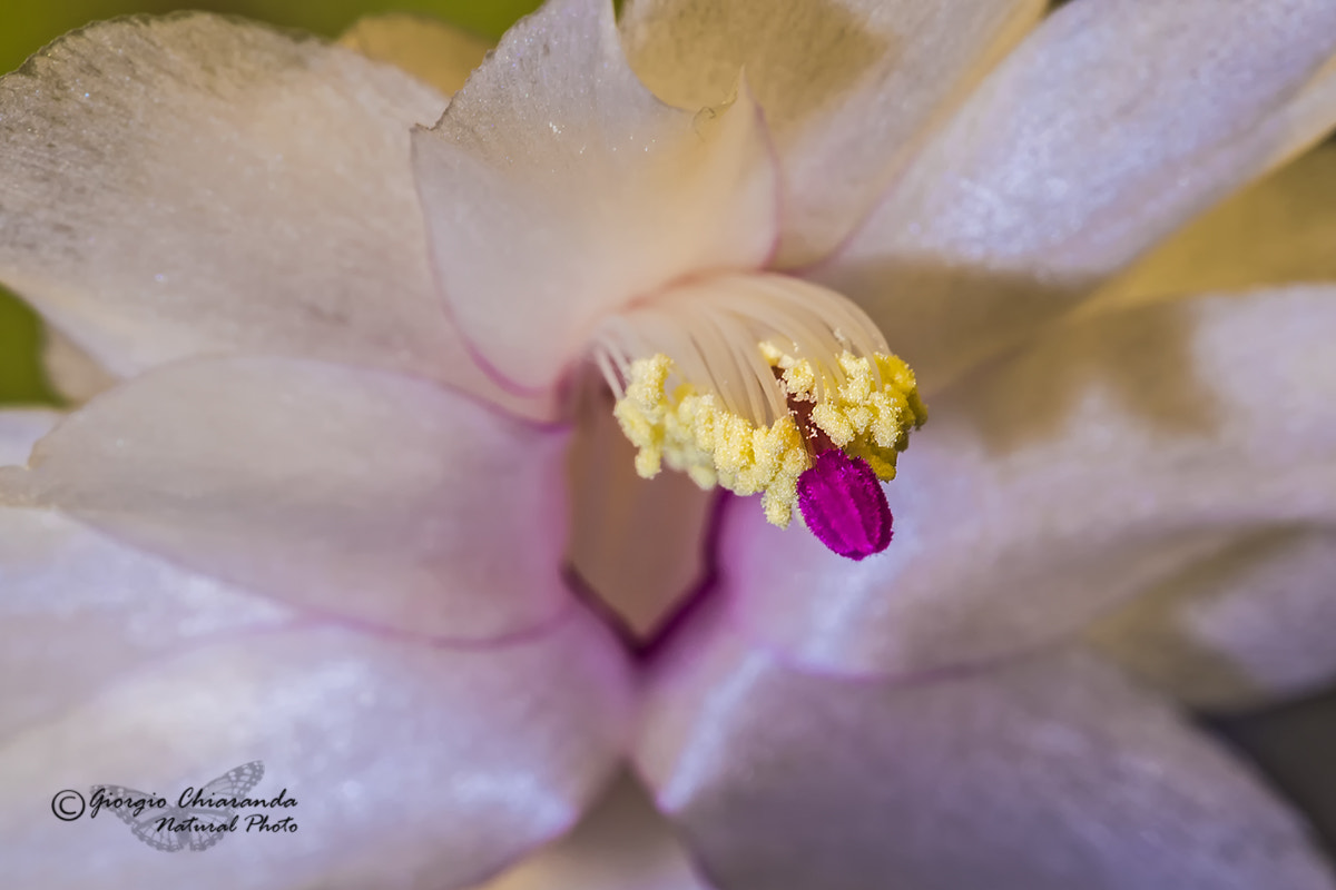 Sigma APO Macro 150mm f/2.8 EX DG HSM sample photo. Schlumbergera (natalina) photography