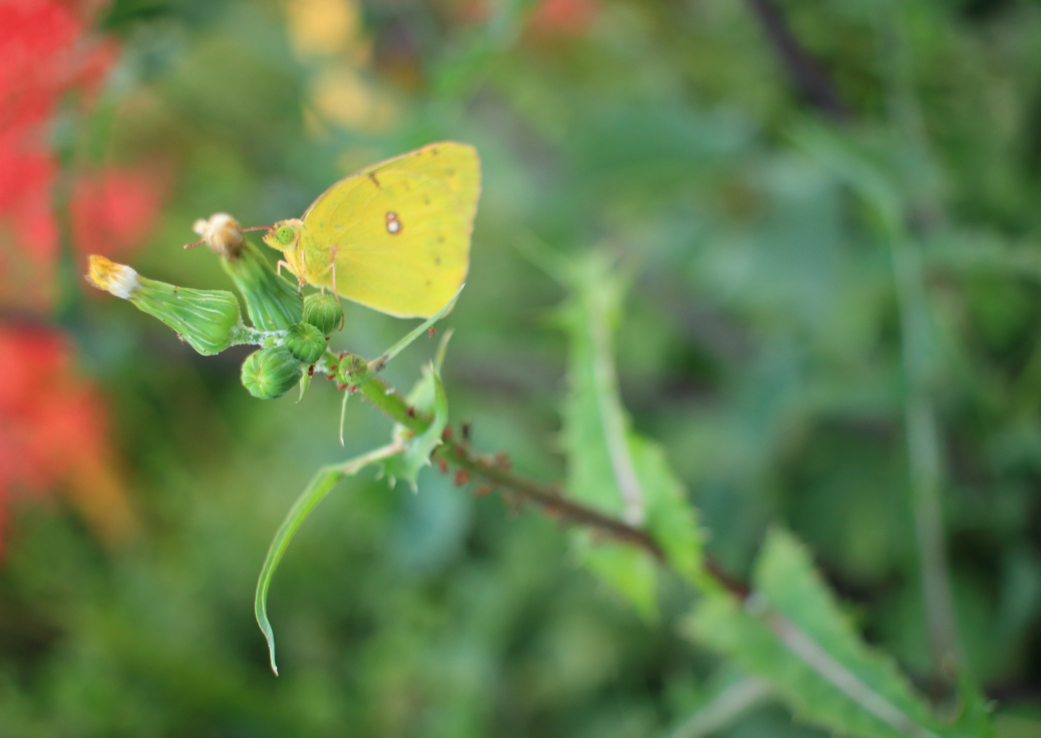 Canon EOS 100D (EOS Rebel SL1 / EOS Kiss X7) sample photo. Butterfly on plant photography