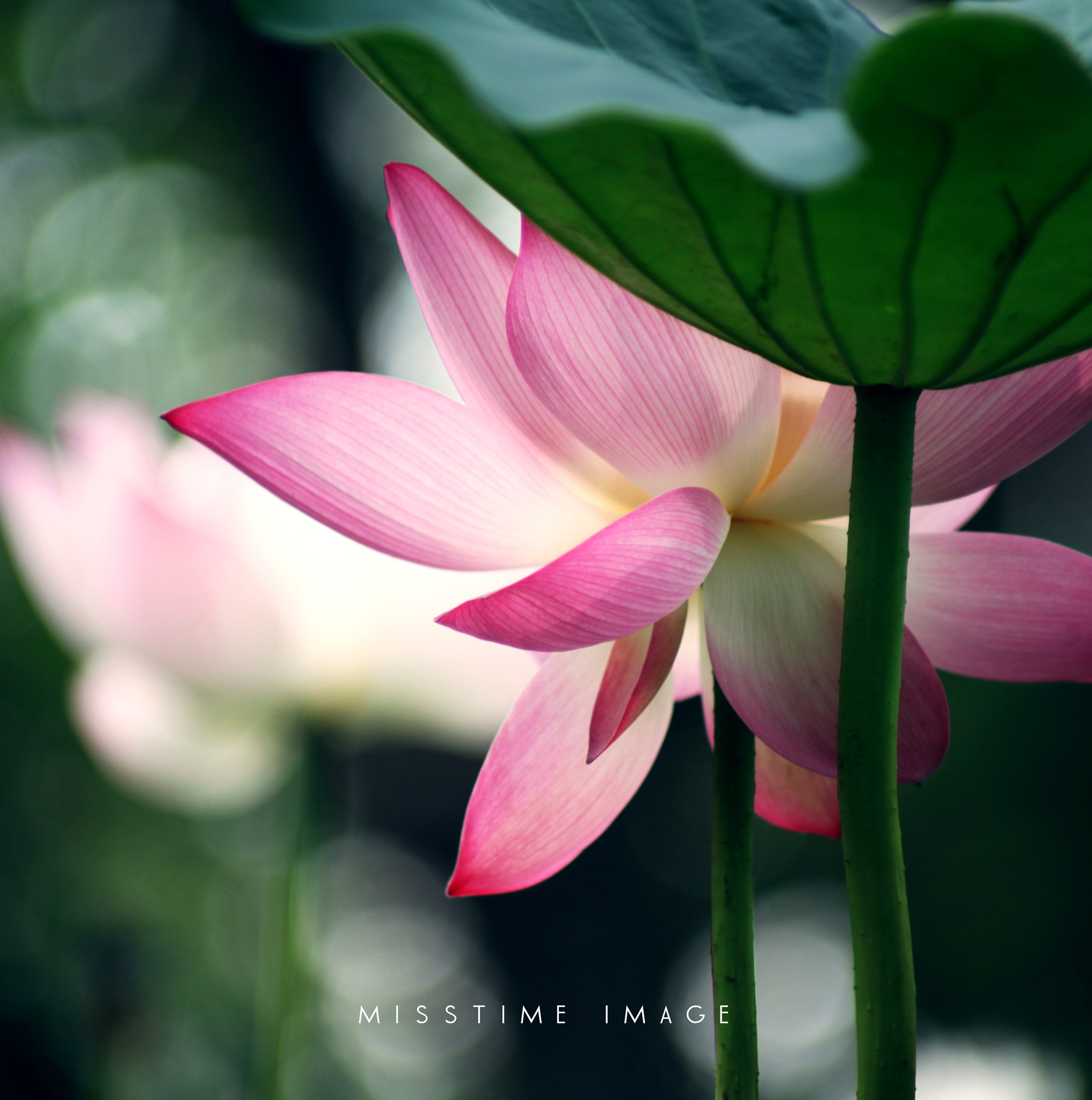 Canon EF 70-210mm f/4 sample photo. Img photography
