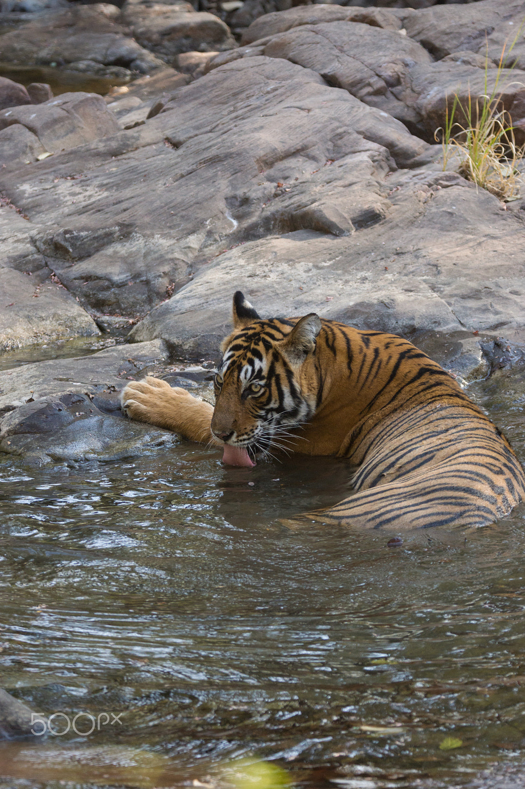 Sony SLT-A65 (SLT-A65V) + Tamron SP 150-600mm F5-6.3 Di VC USD sample photo. Noor, quenching her thirst photography
