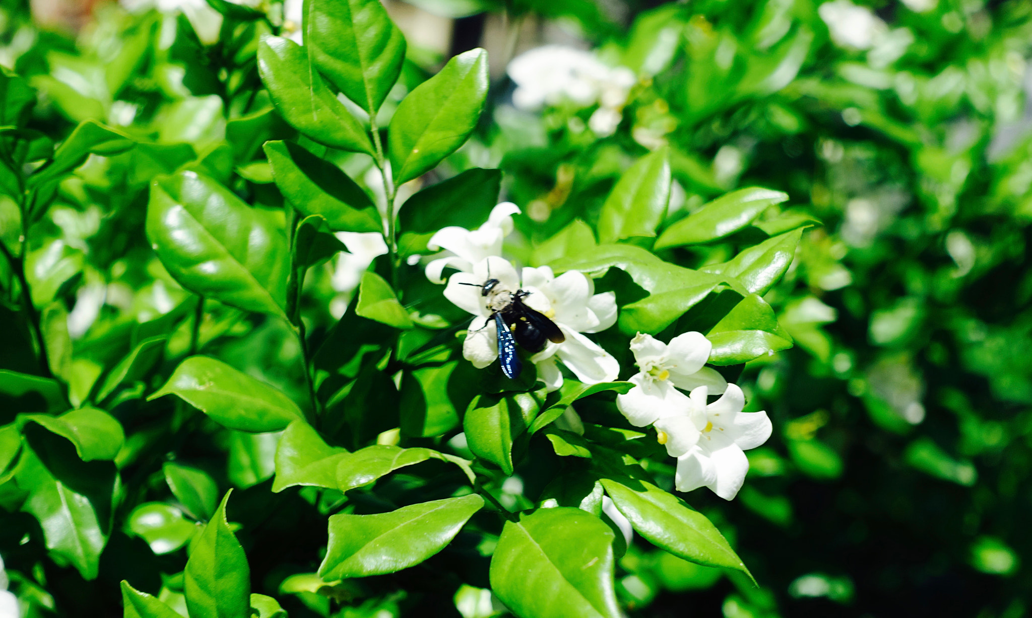 Sony Cyber-shot DSC-RX100 III + Sony 24-70mm F1.8-2.8 sample photo. Blue bee photography