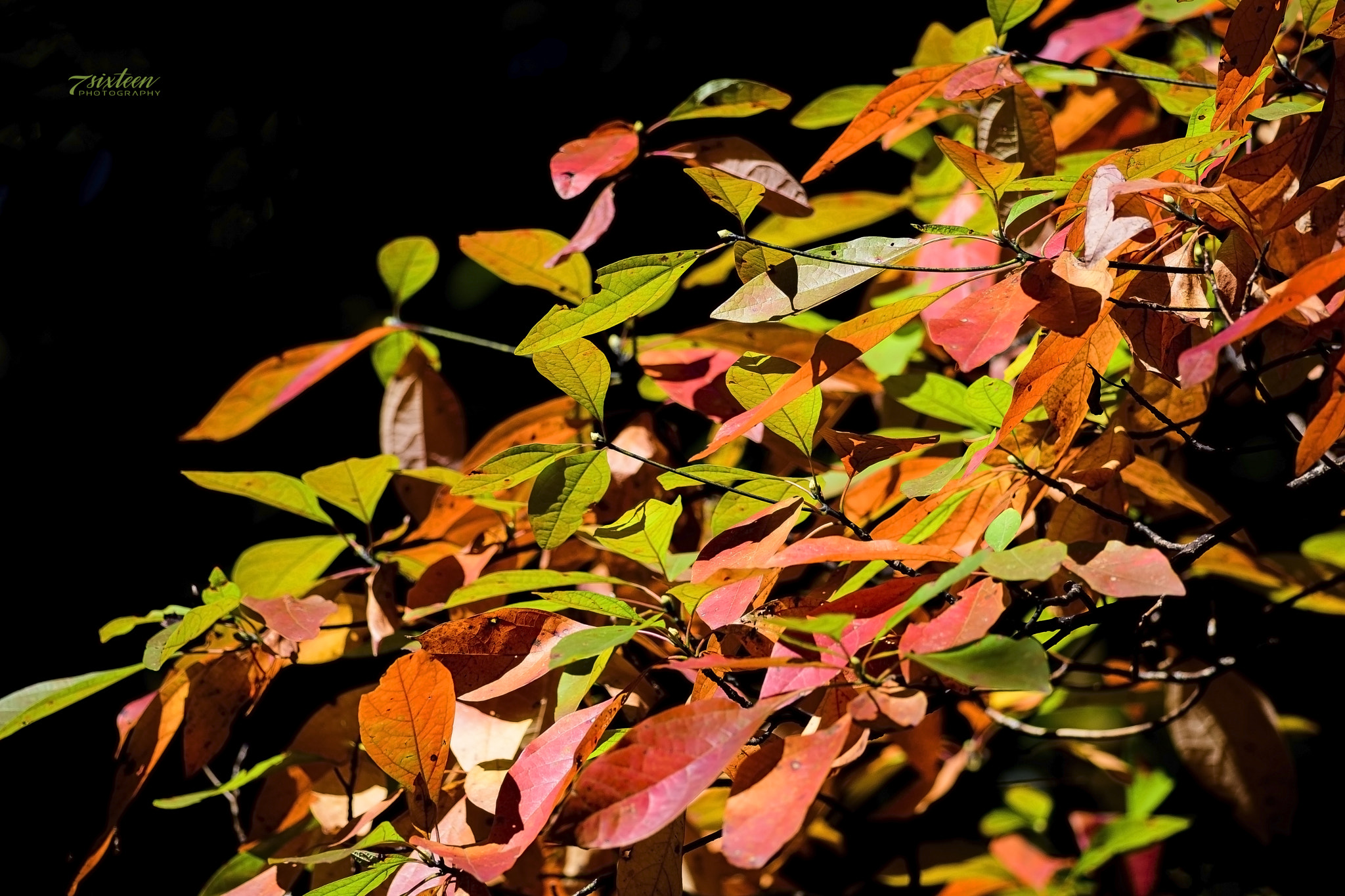 Nikon D500 sample photo. Autumn color-splash photography