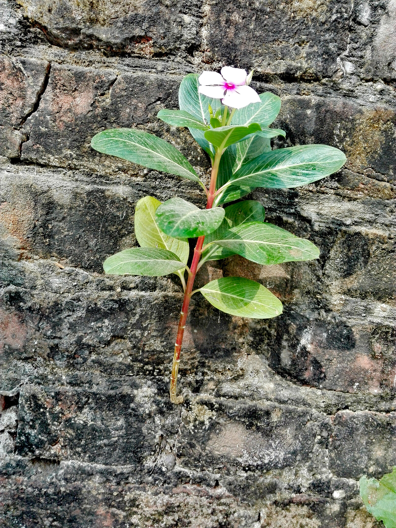 HUAWEI Cherry Mini sample photo