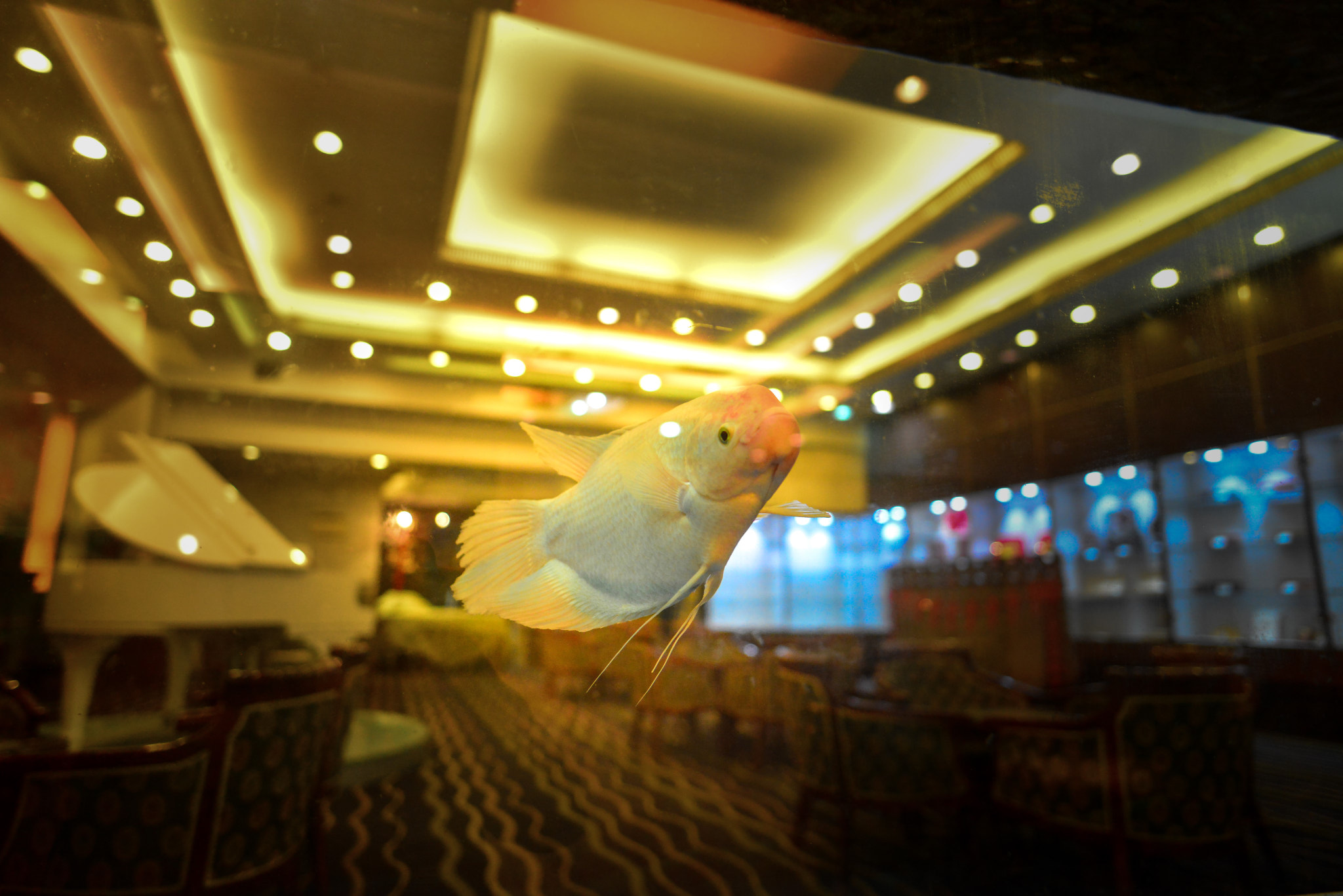 Nikon D800 + Nikon AF-S Nikkor 20mm F1.8G ED sample photo. Fish in hotel photography