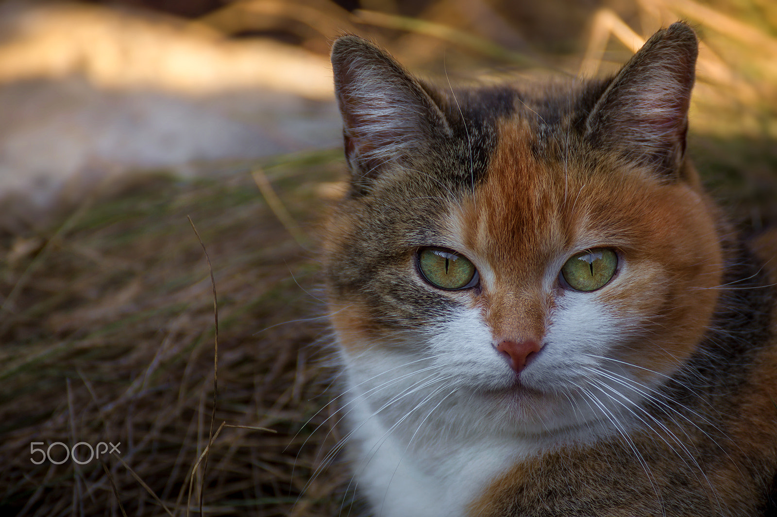 Tamron SP 35mm F1.8 Di VC USD sample photo. Maja photography