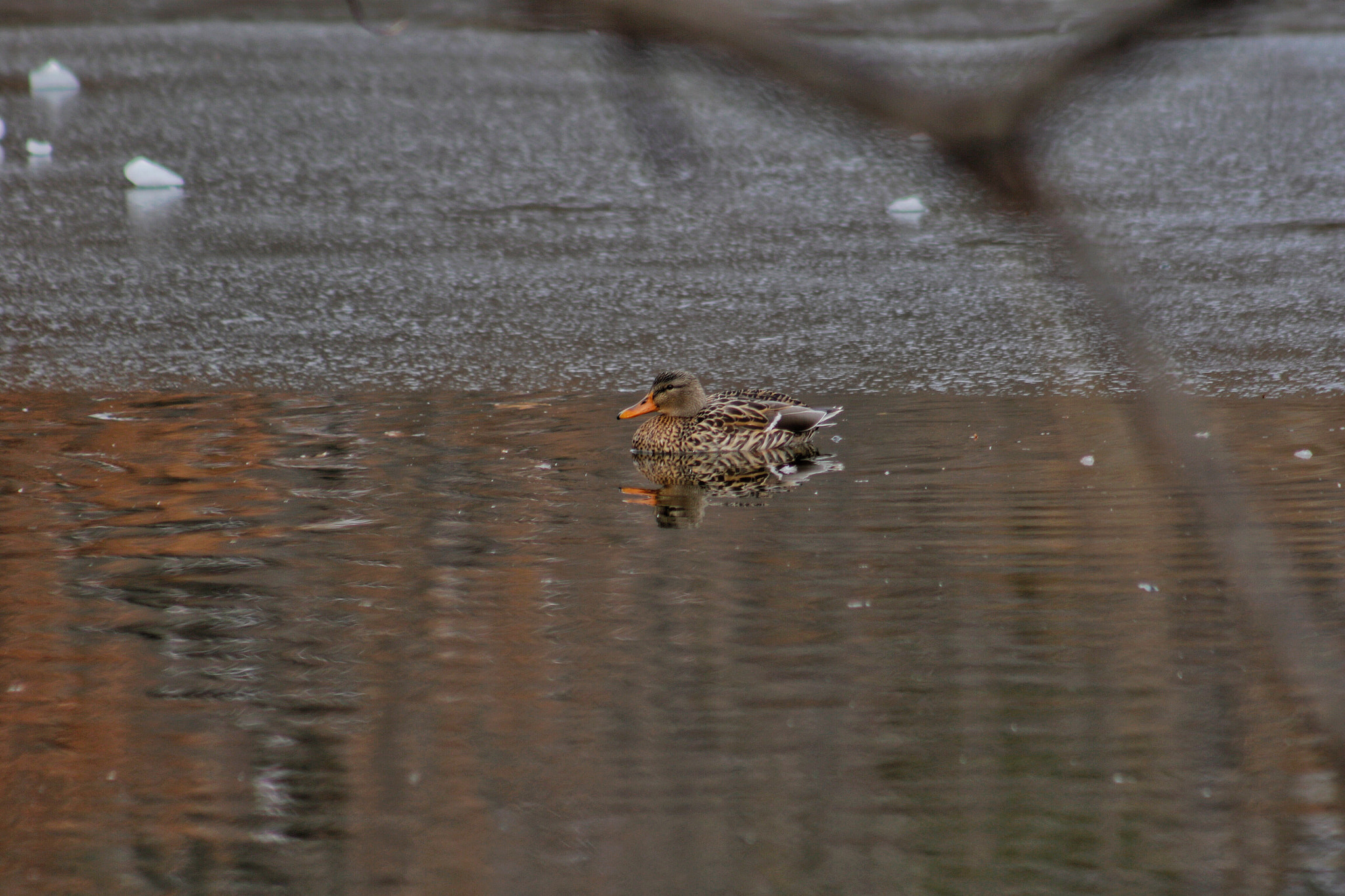 EF75-300mm f/4-5.6 sample photo. Cold swim photography