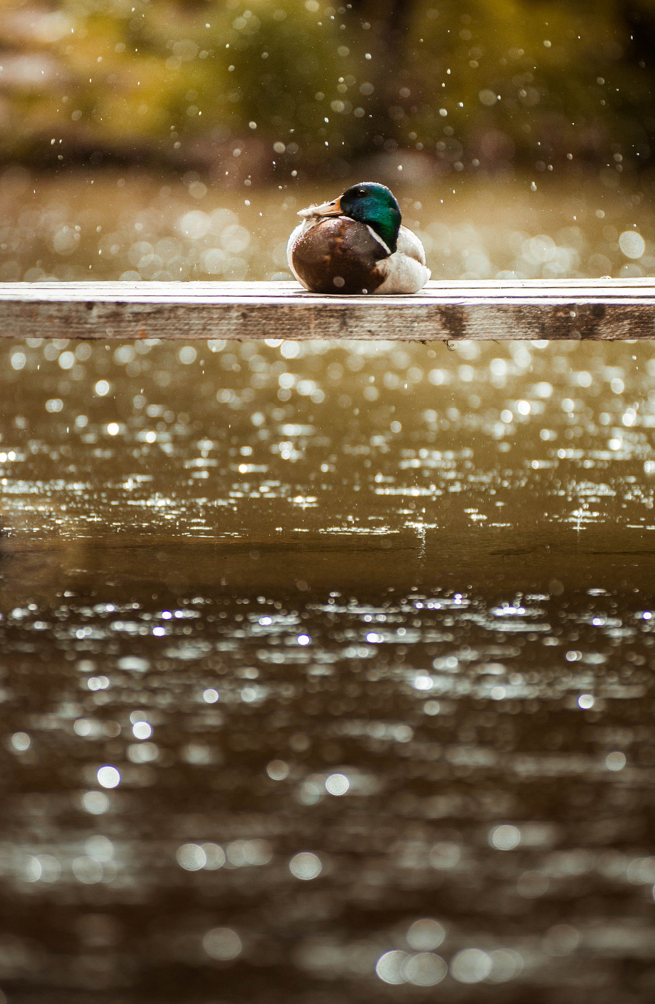Nikon D3100 + AF-S Zoom-Nikkor 80-200mm f/2.8D IF-ED sample photo. Duck in the rain photography