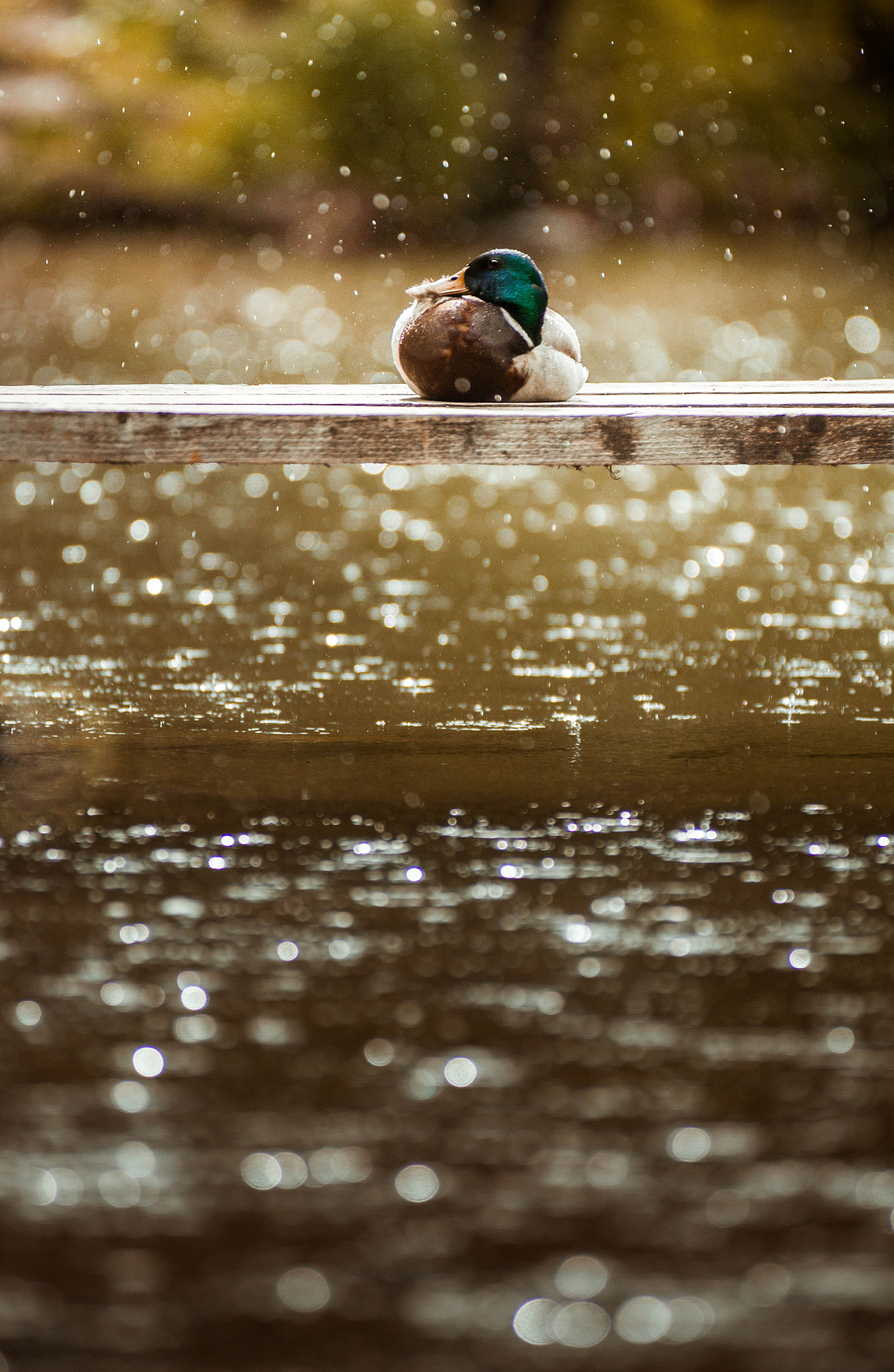 AF-S Zoom-Nikkor 80-200mm f/2.8D IF-ED sample photo. Duck in the rain photography