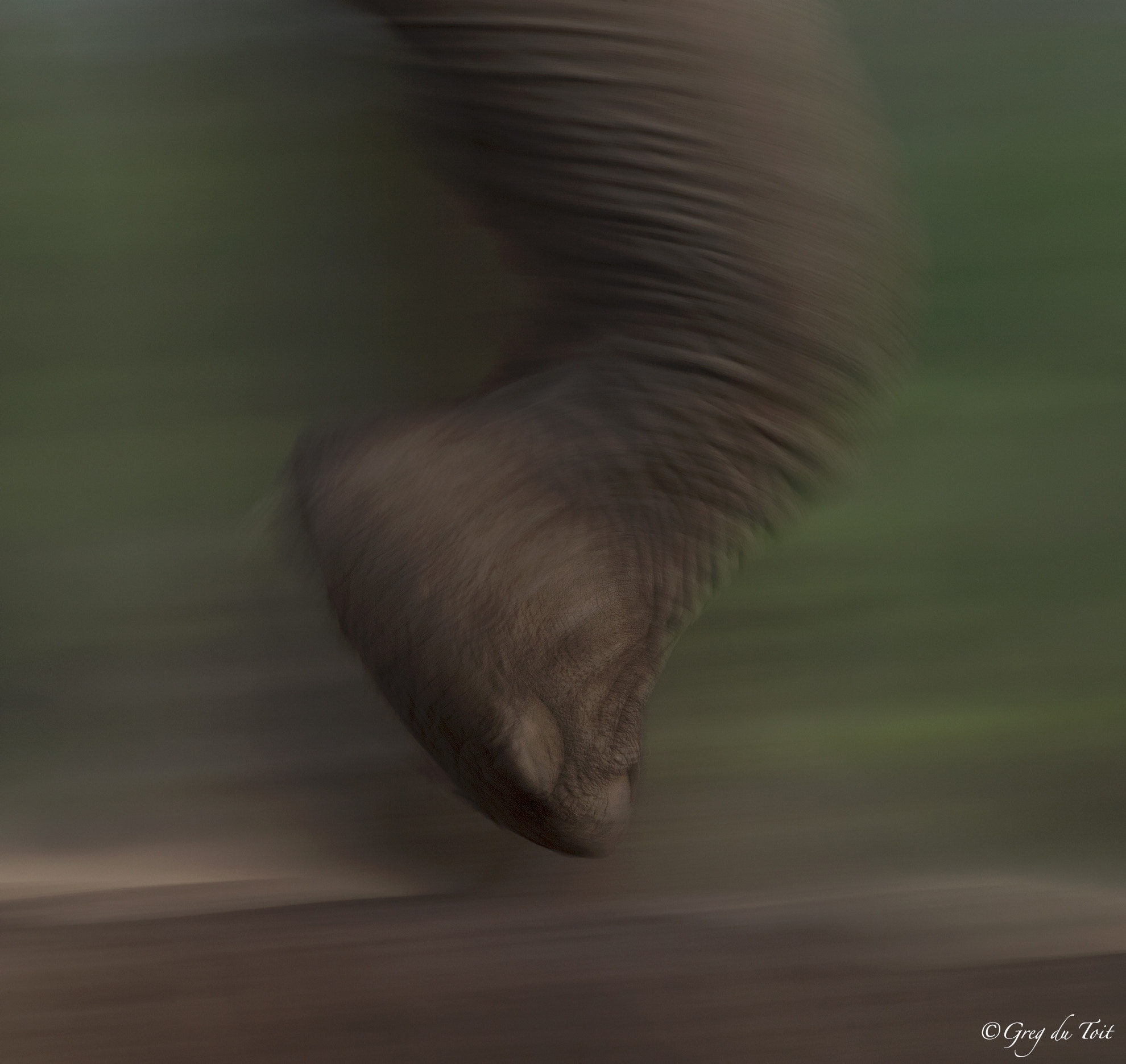 Nikon D5 sample photo. Elephant in motion photography