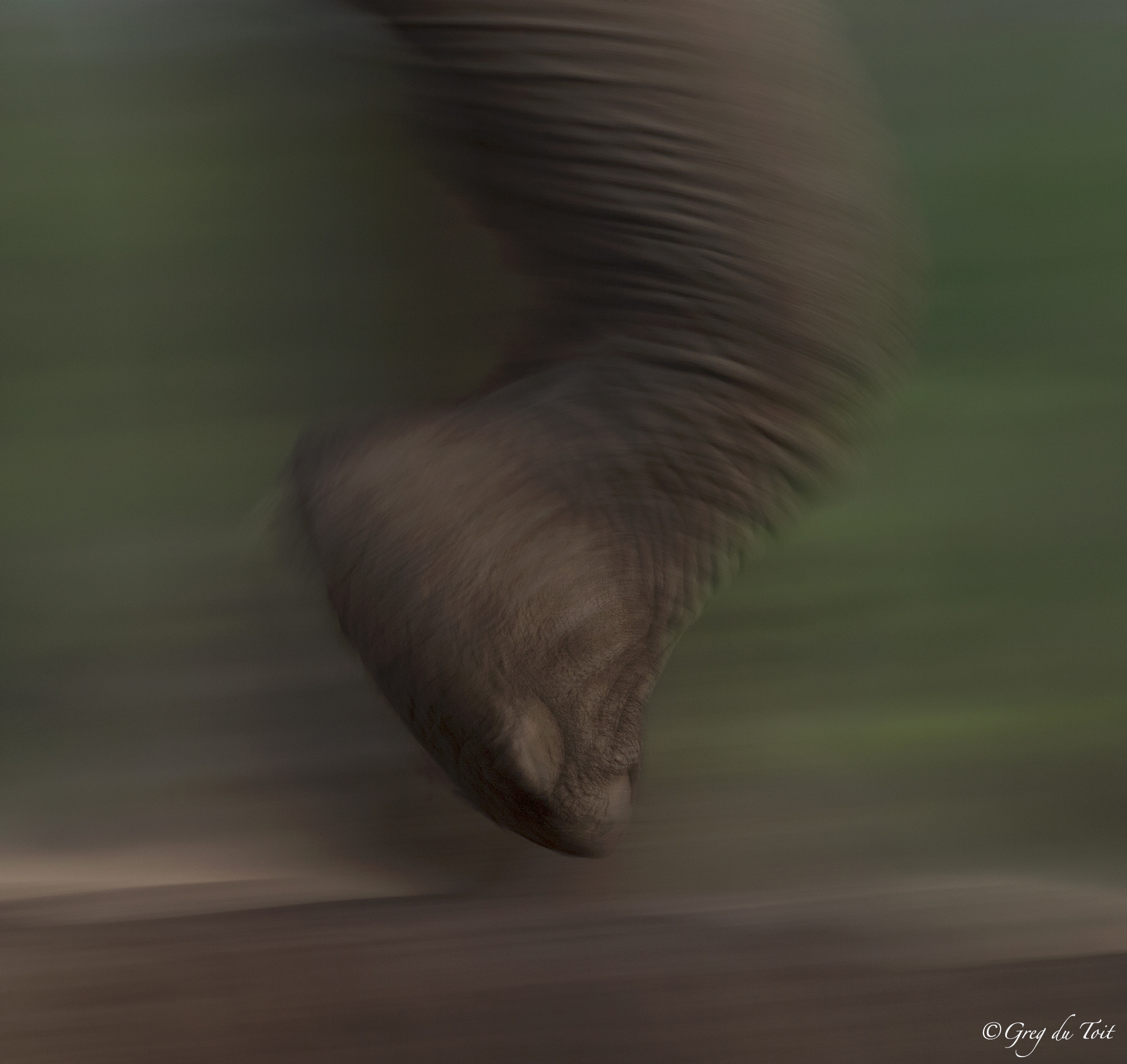 Nikon AF-S Nikkor 500mm F4E FL ED VR sample photo. Elephant in motion photography