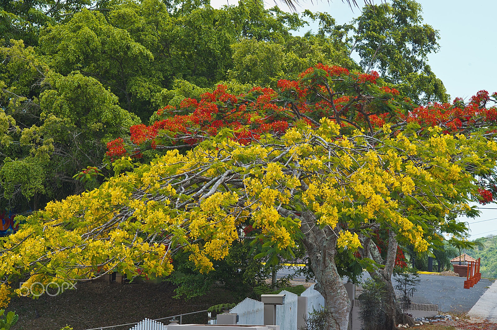 Nikon D800 + AF Nikkor 85mm f/1.8 sample photo. Flamboyanes puerto rico photography