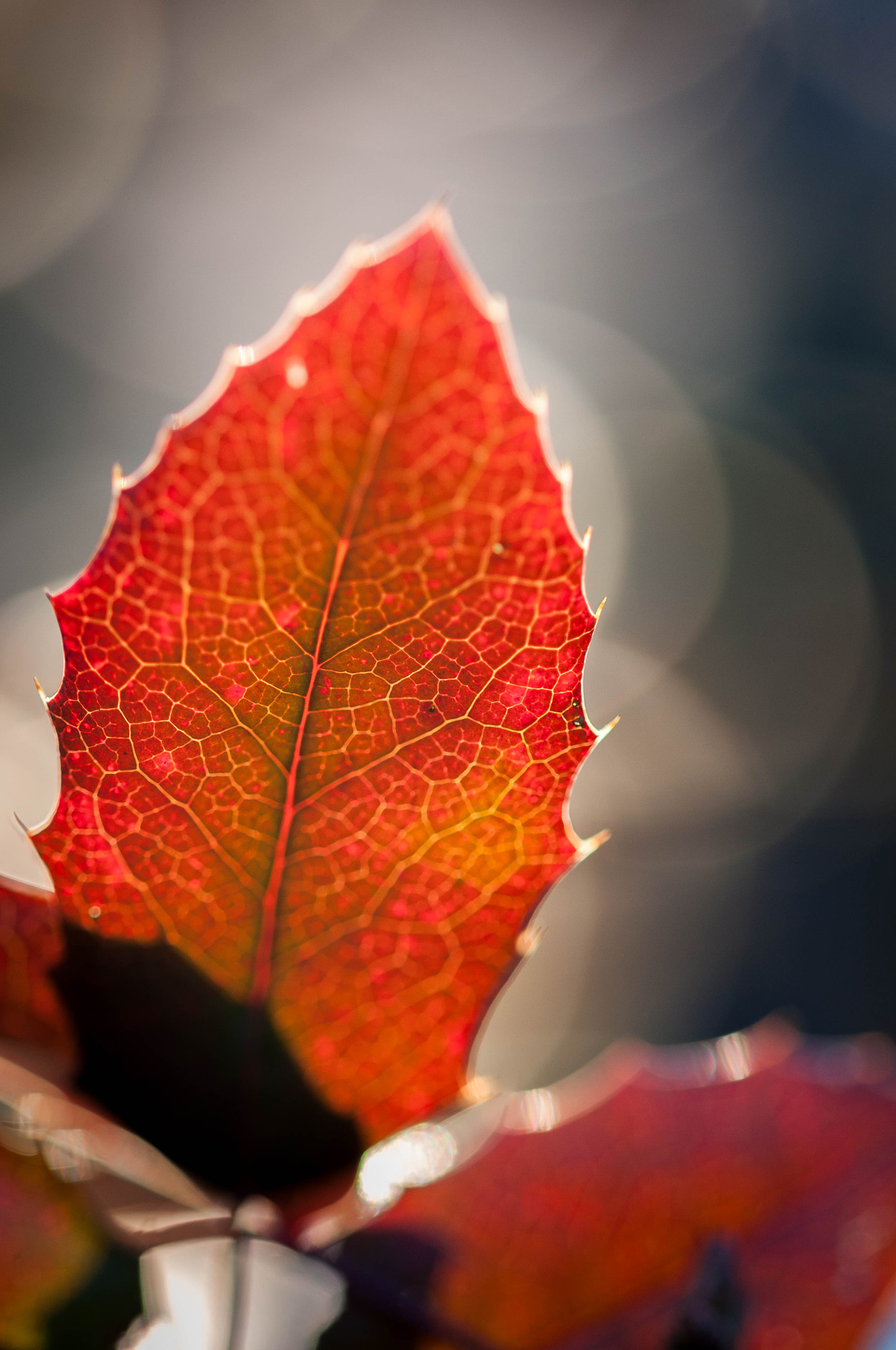 Sigma 105mm F2.8 EX DG OS HSM sample photo. Light structure photography