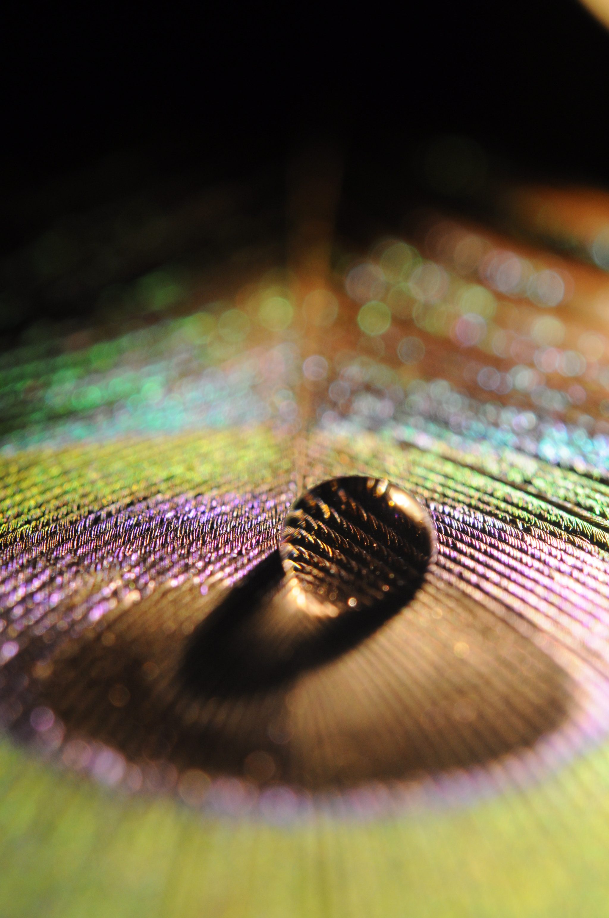 Nikon AF-S Micro-Nikkor 60mm F2.8G ED sample photo. In a drop photography