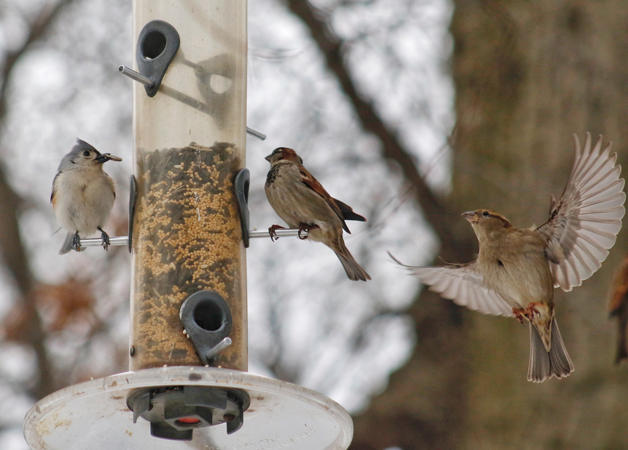 EF75-300mm f/4-5.6 sample photo. Lunch time photography