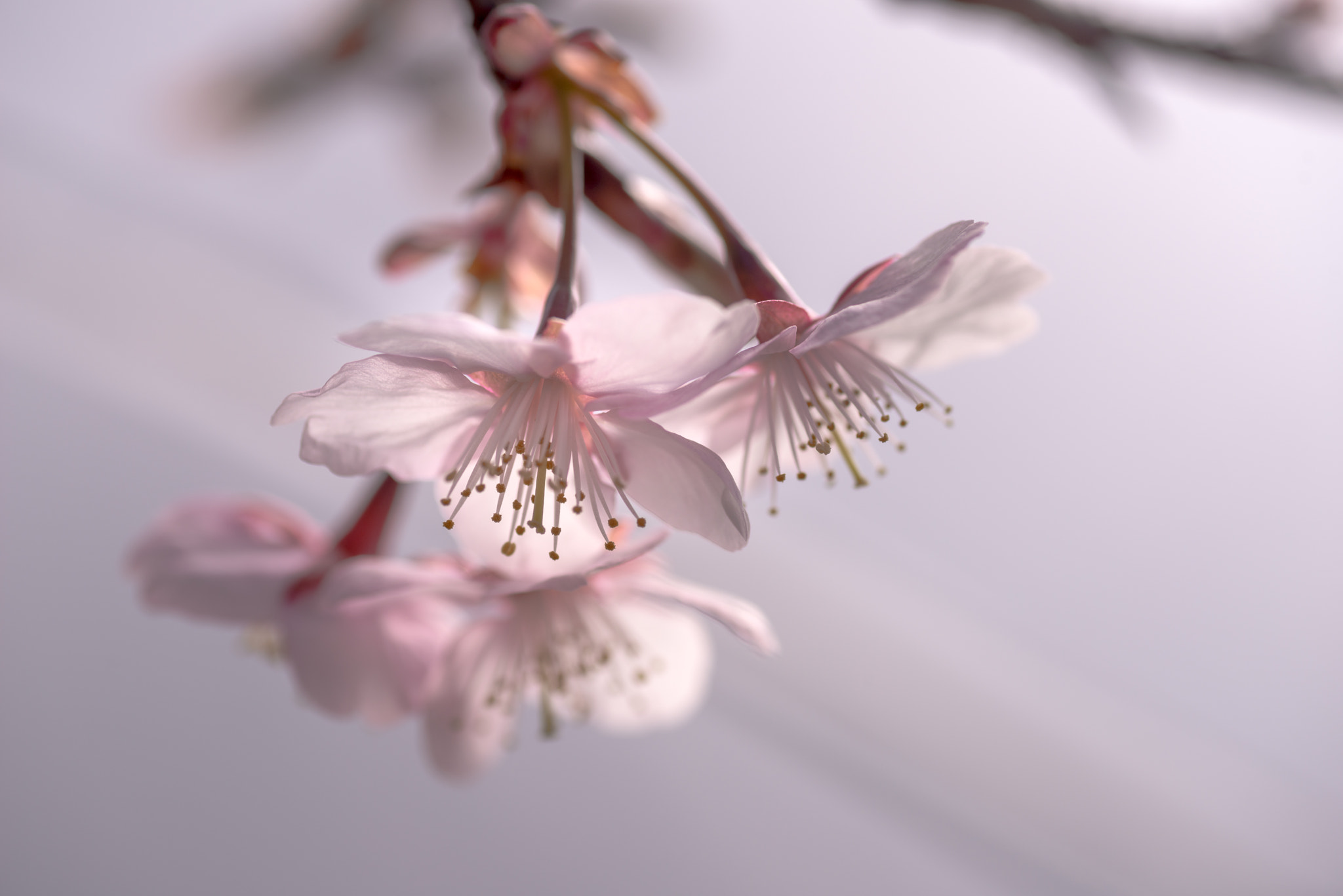 Nikon D800 + Tamron SP 90mm F2.8 Di VC USD 1:1 Macro sample photo. Winter cherry blossoms photography