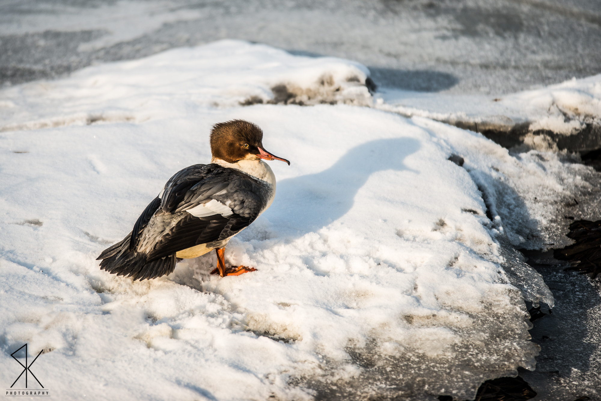 Sigma 70-200mm F2.8 EX DG OS HSM sample photo. Unknown bird photography