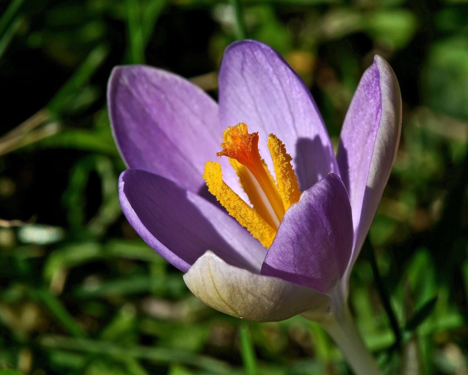 Sony a7R II + 100mm F2.8 SSM sample photo. First crocus 2 photography