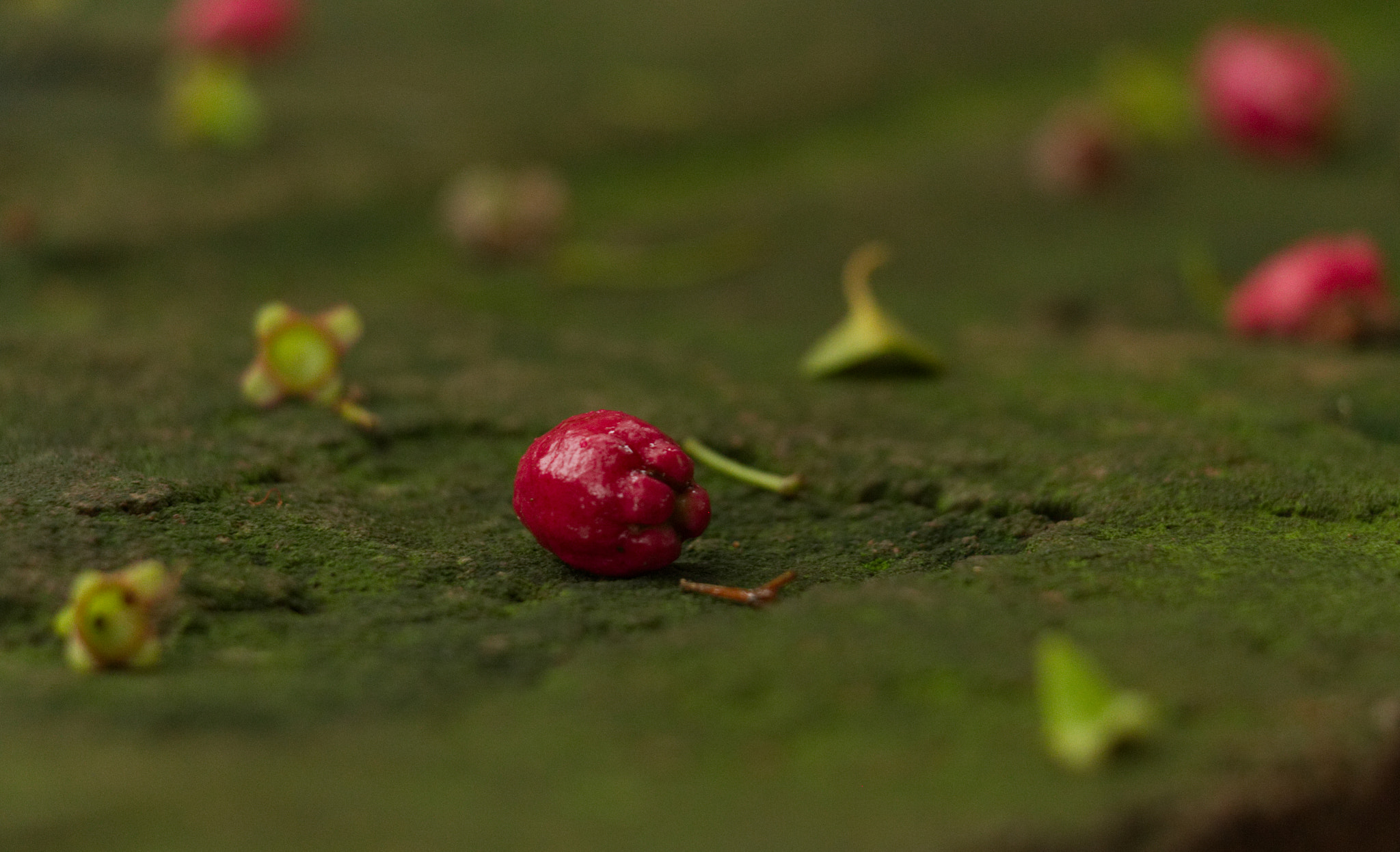 18.0 - 135.0 mm sample photo. The ripe and the raw photography