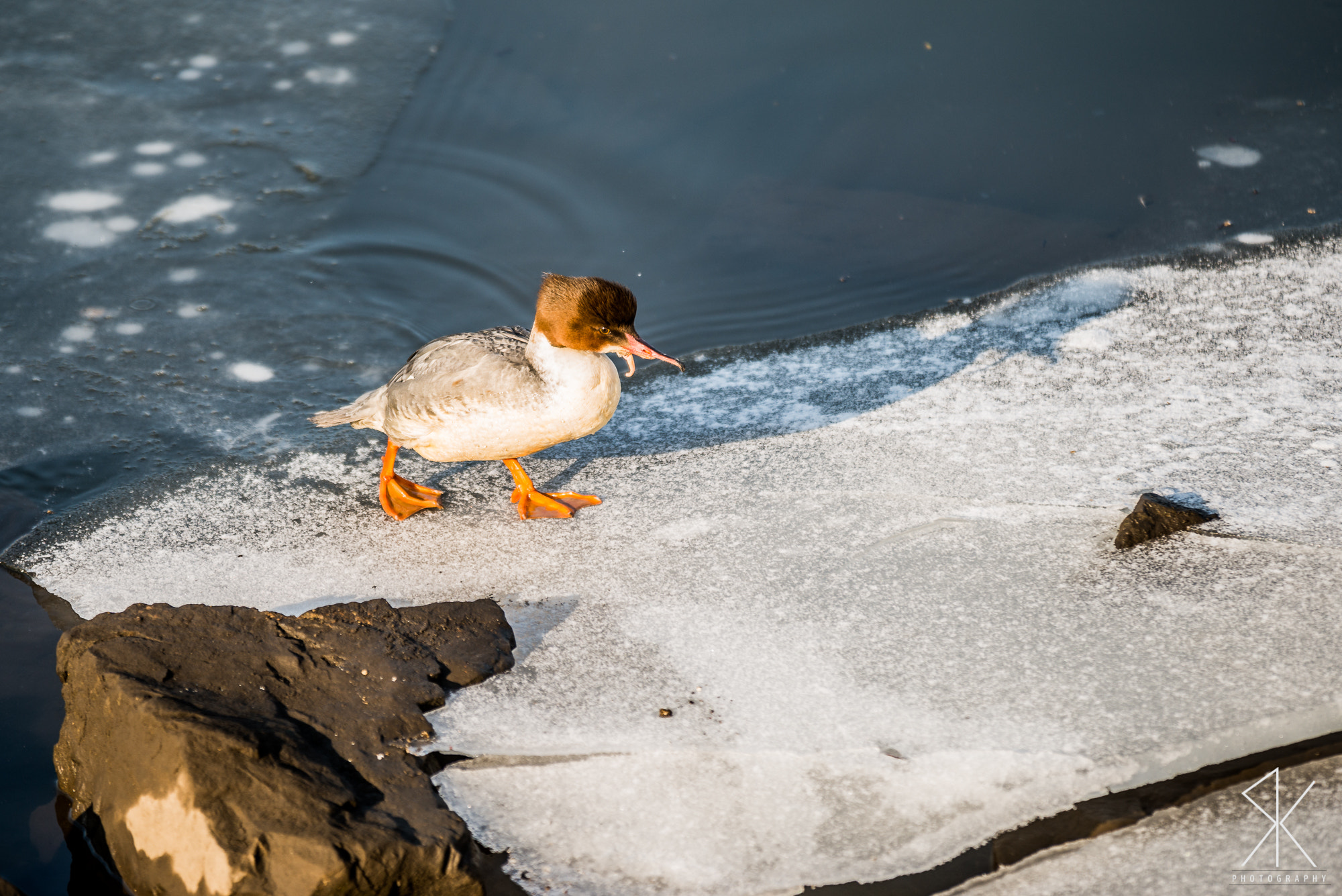 Sigma 70-200mm F2.8 EX DG OS HSM sample photo. Unknown bird 2 photography