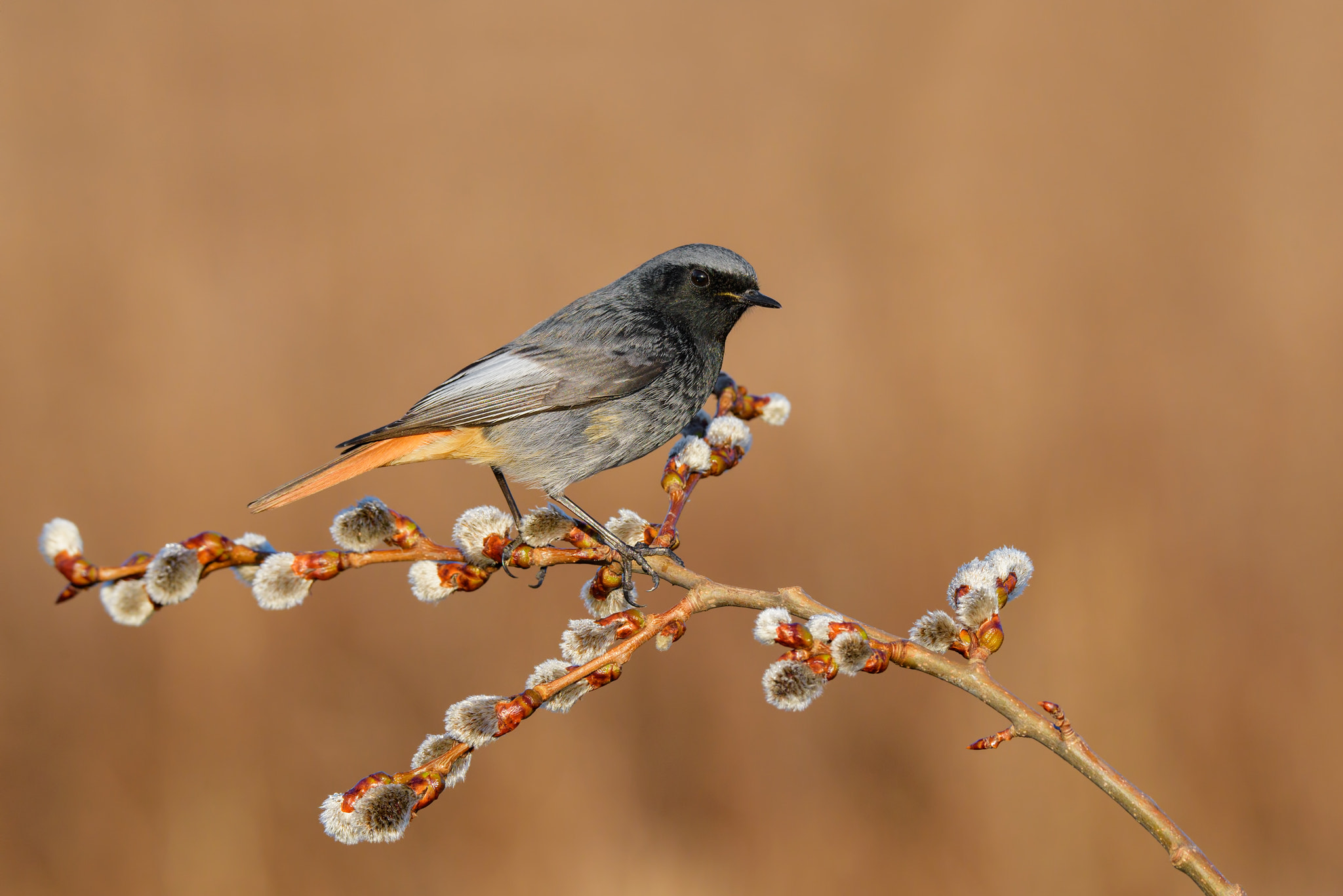 Nikon D810 sample photo. Black redstart on shoots photography