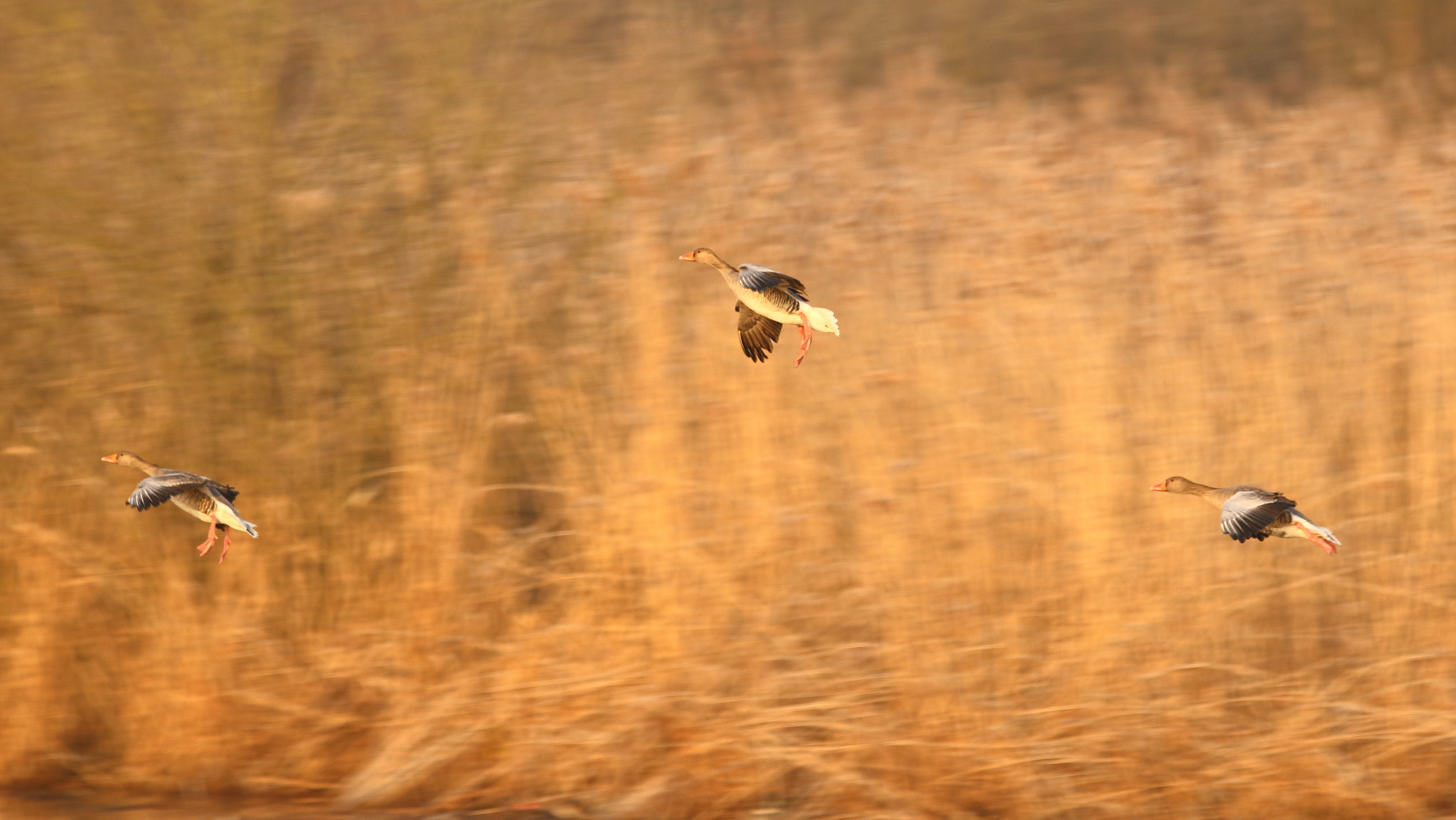 Sigma 150-600mm F5-6.3 DG OS HSM | C sample photo. Canards en vol photography