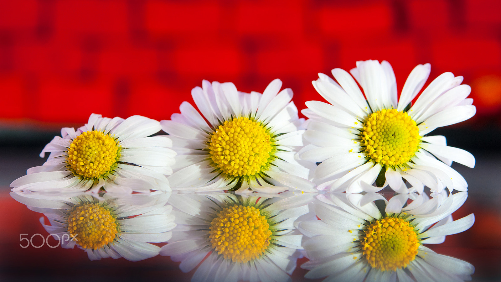 Nikon D300 + Nikon AF-S Micro-Nikkor 60mm F2.8G ED sample photo. Reflection of daisies-red photography