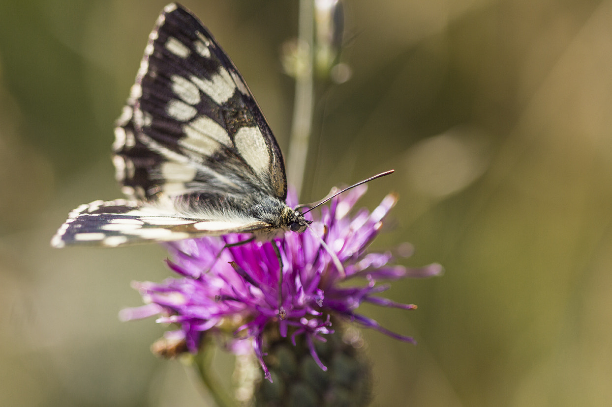 Canon EF 100mm F2.8 Macro USM sample photo. Esperando la primavera.... photography
