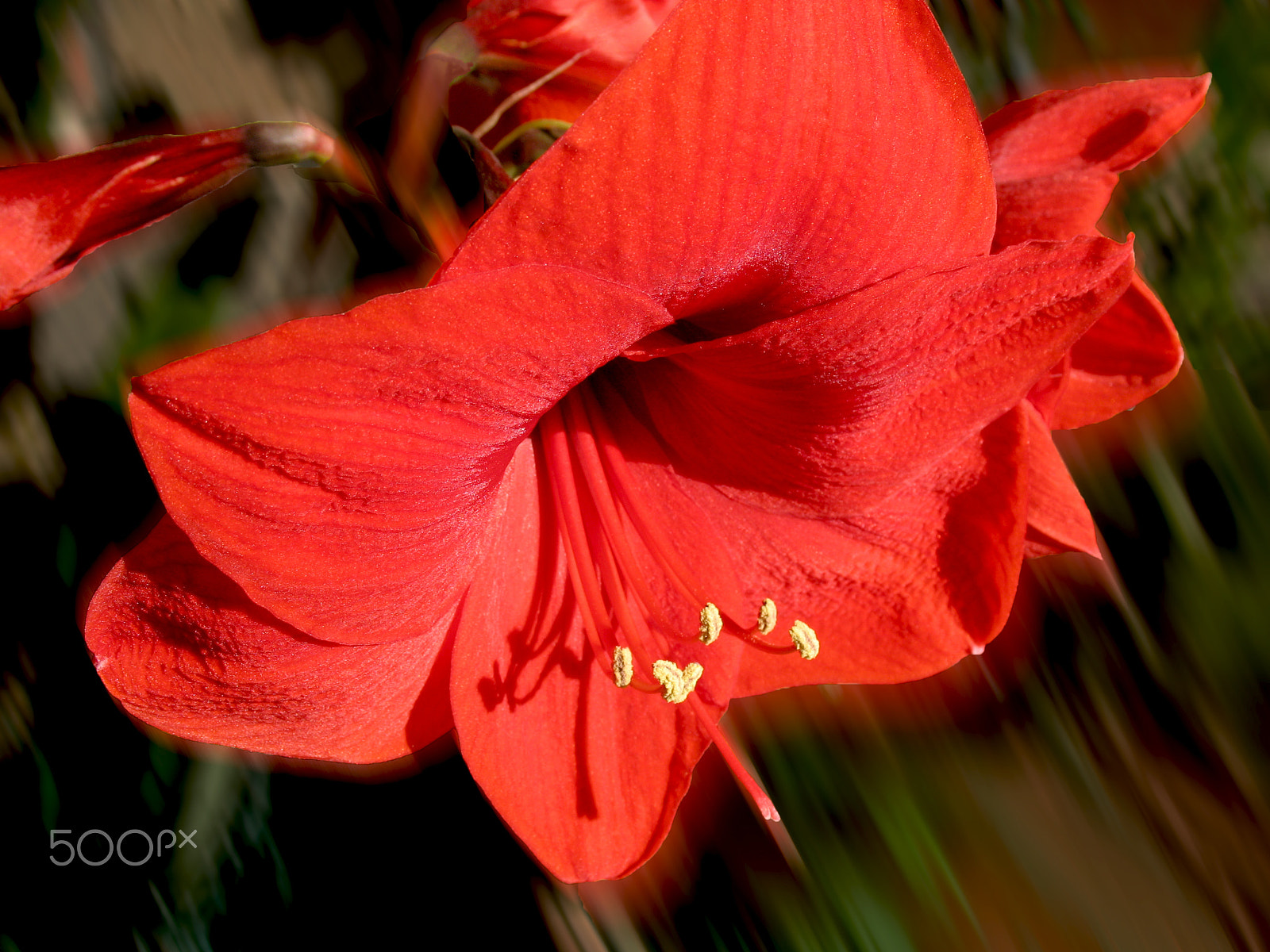 Canon POWERSHOT A620 sample photo. Amaryllis photography