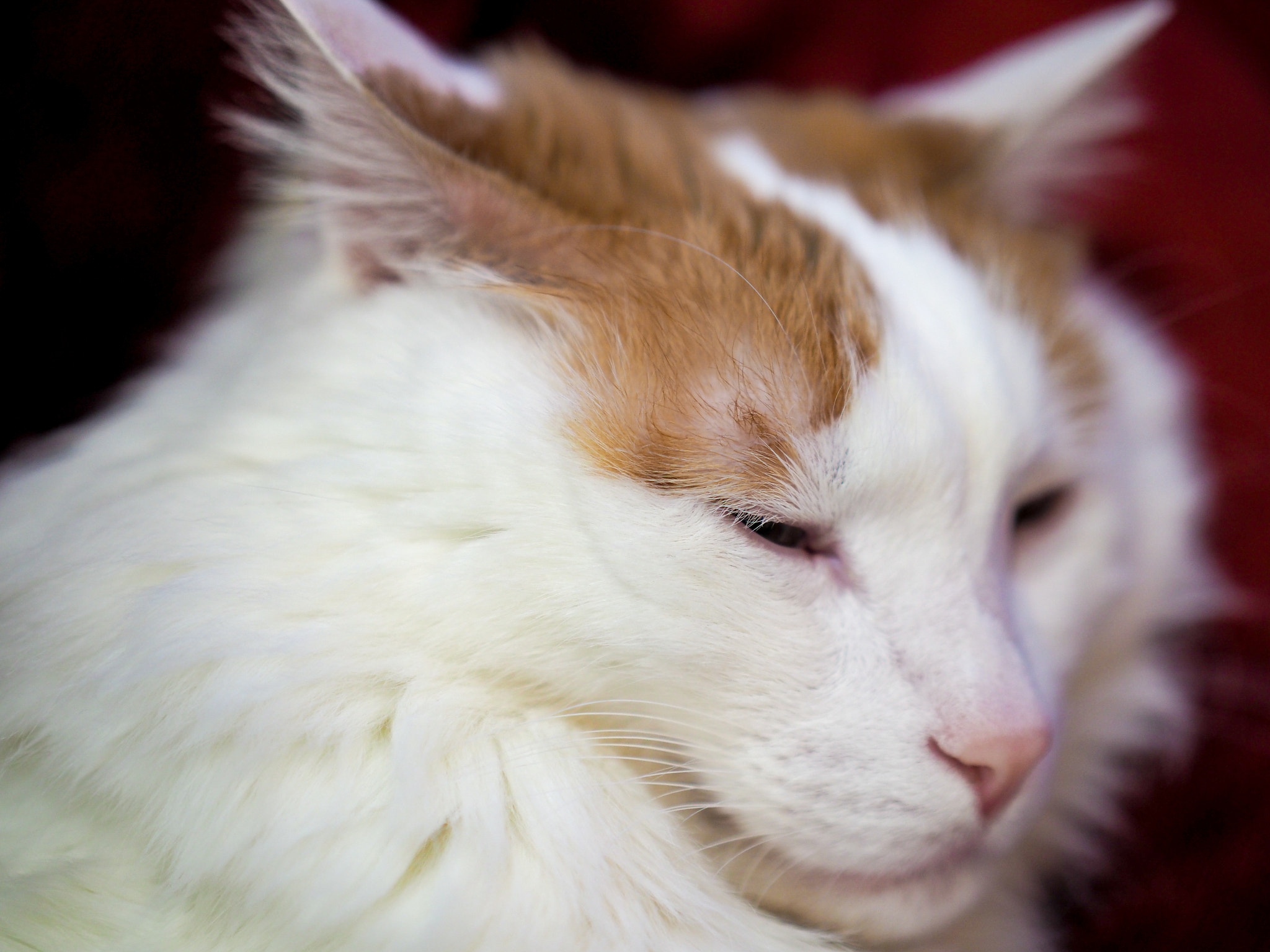 Panasonic Leica DG Nocticron 42.5mm F1.2 ASPH OIS sample photo. 31901885591.jpg photography