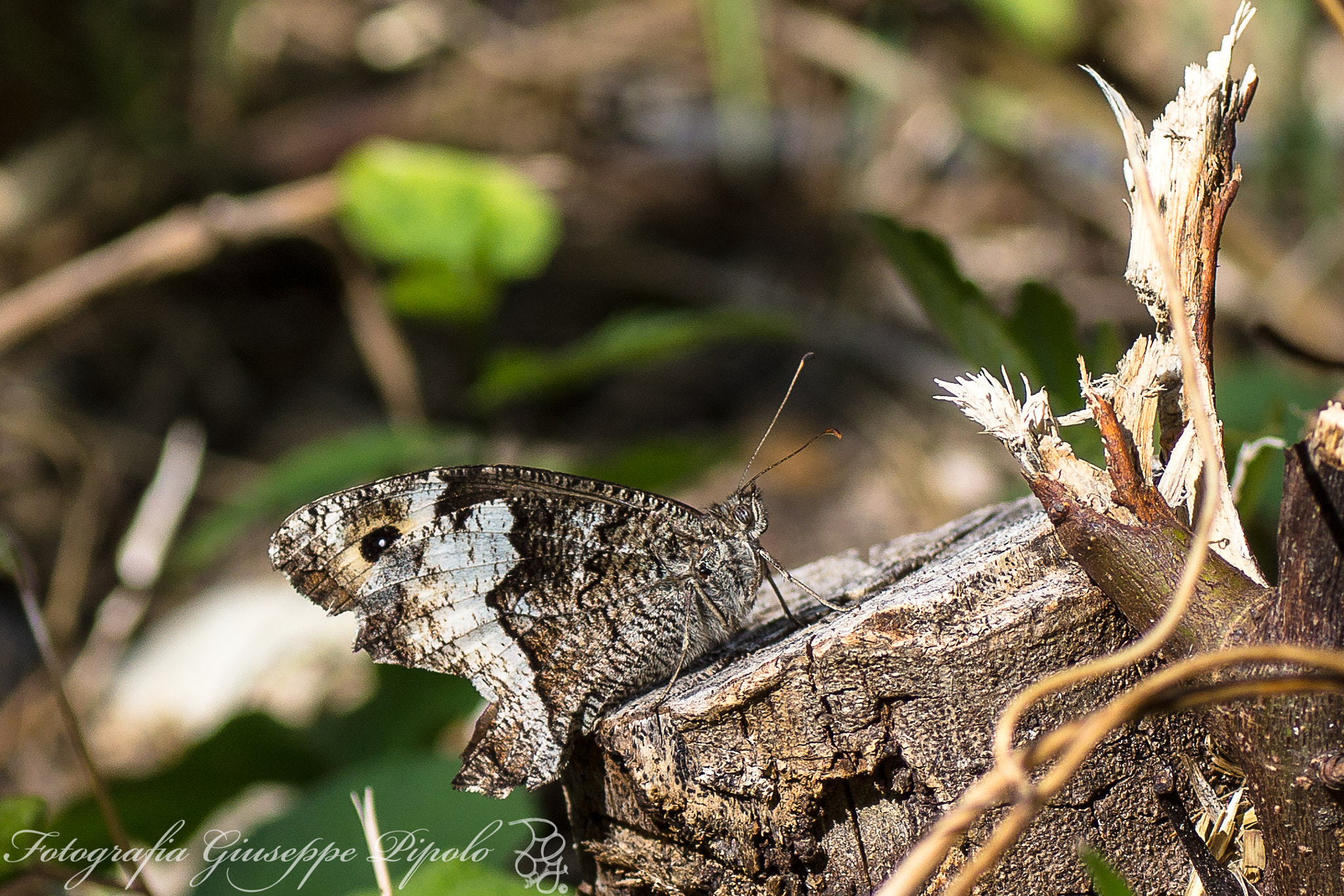 Sony SLT-A77 + Tamron SP AF 90mm F2.8 Di Macro sample photo. Hipparchia fagi photography