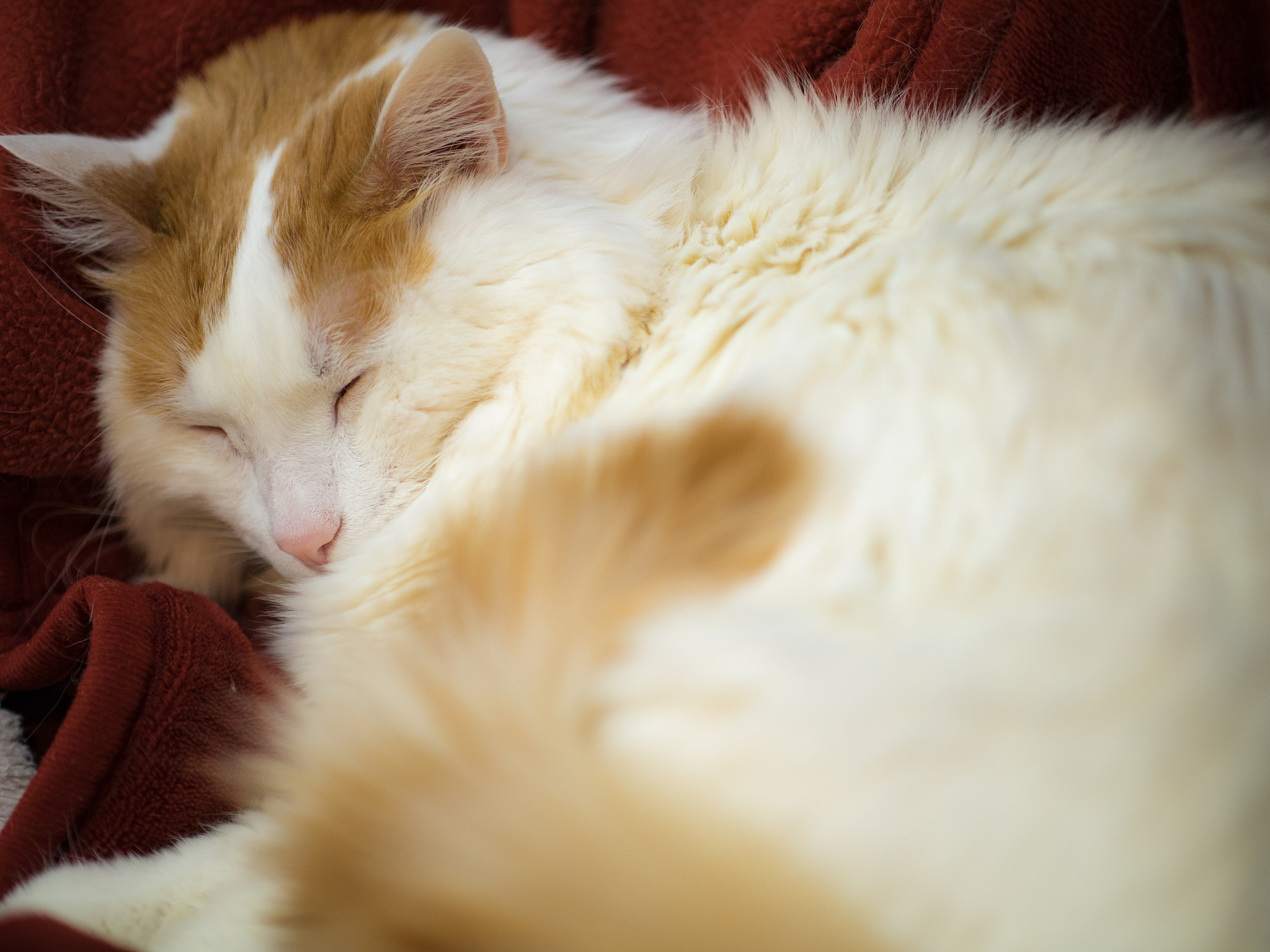 Panasonic Leica DG Nocticron 42.5mm F1.2 ASPH OIS sample photo. 31745673221.jpg photography