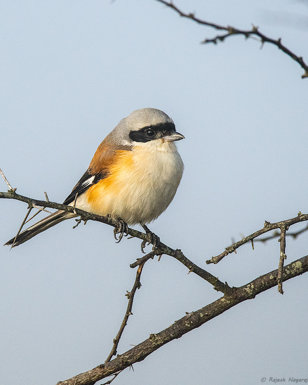 Sigma 150-600mm F5-6.3 DG OS HSM | C sample photo. Bay backed shrike photography