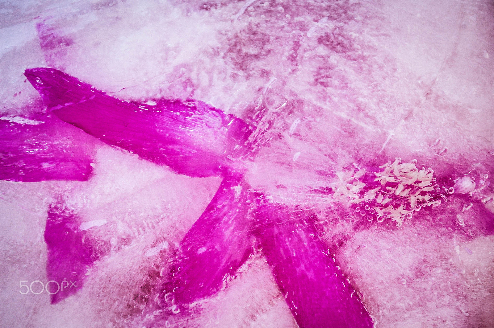 Nikon D40 sample photo. Frozen blossom photography