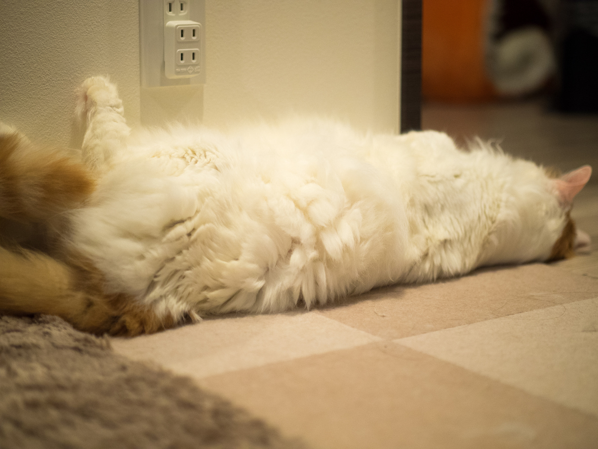 Panasonic Leica DG Nocticron 42.5mm F1.2 ASPH OIS sample photo. 27792281342.jpg photography