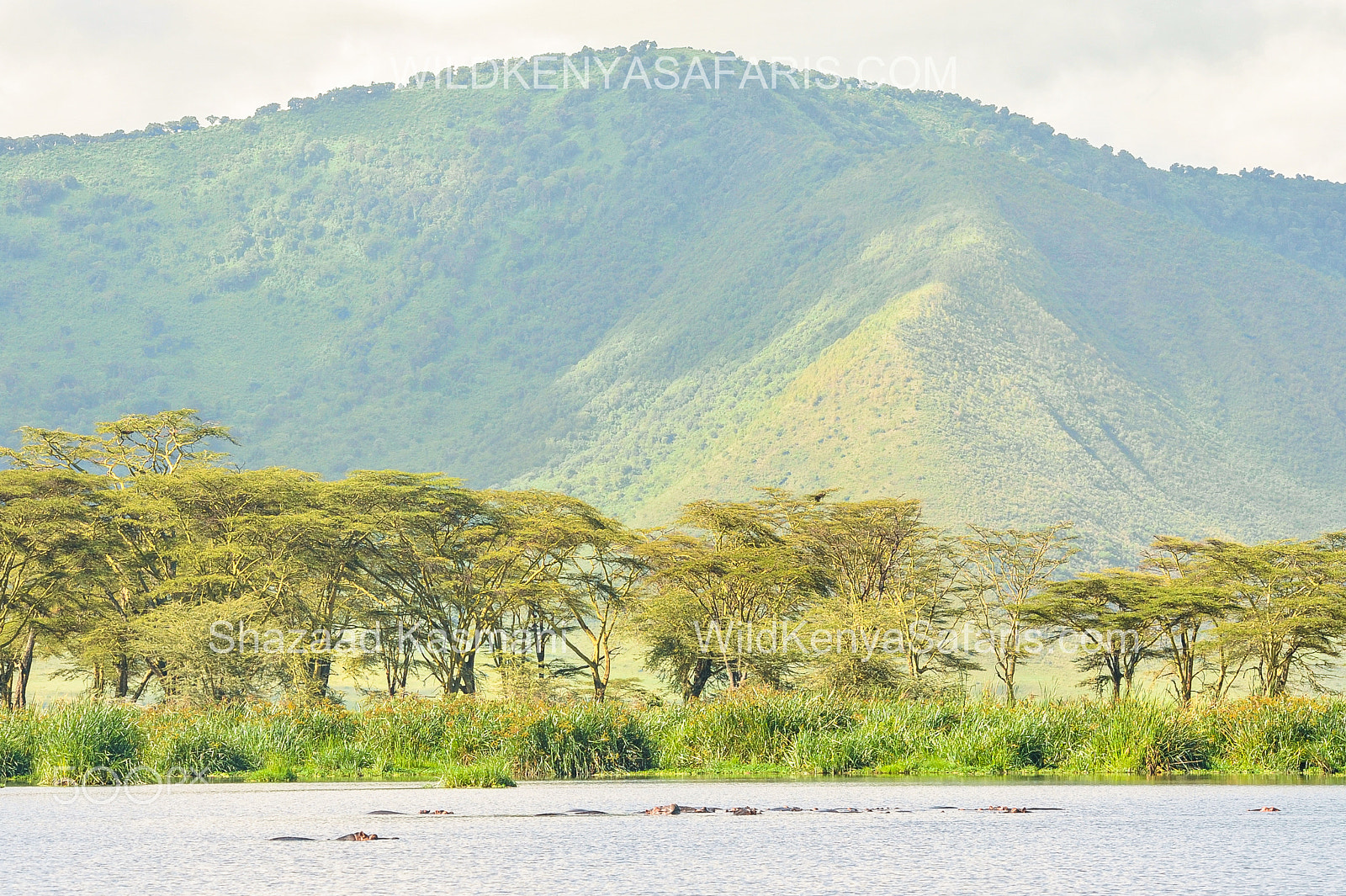 Nikon D700 + Sigma 150-500mm F5-6.3 DG OS HSM sample photo. Hippos at ngorongoro crater on safari in tanzania photography