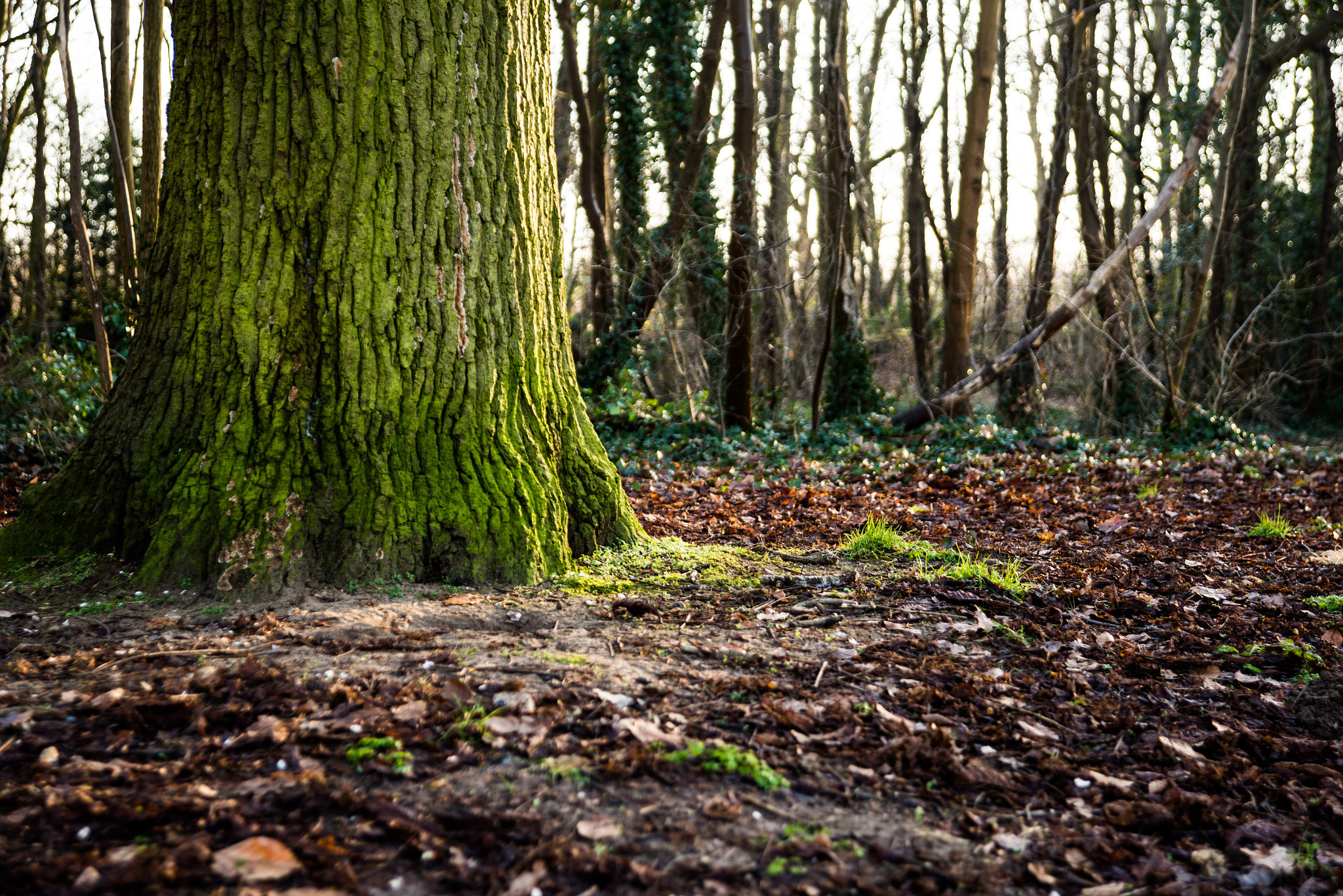 Nikon AF Nikkor 24-85mm F2.8-4D IF sample photo. Green tree photography