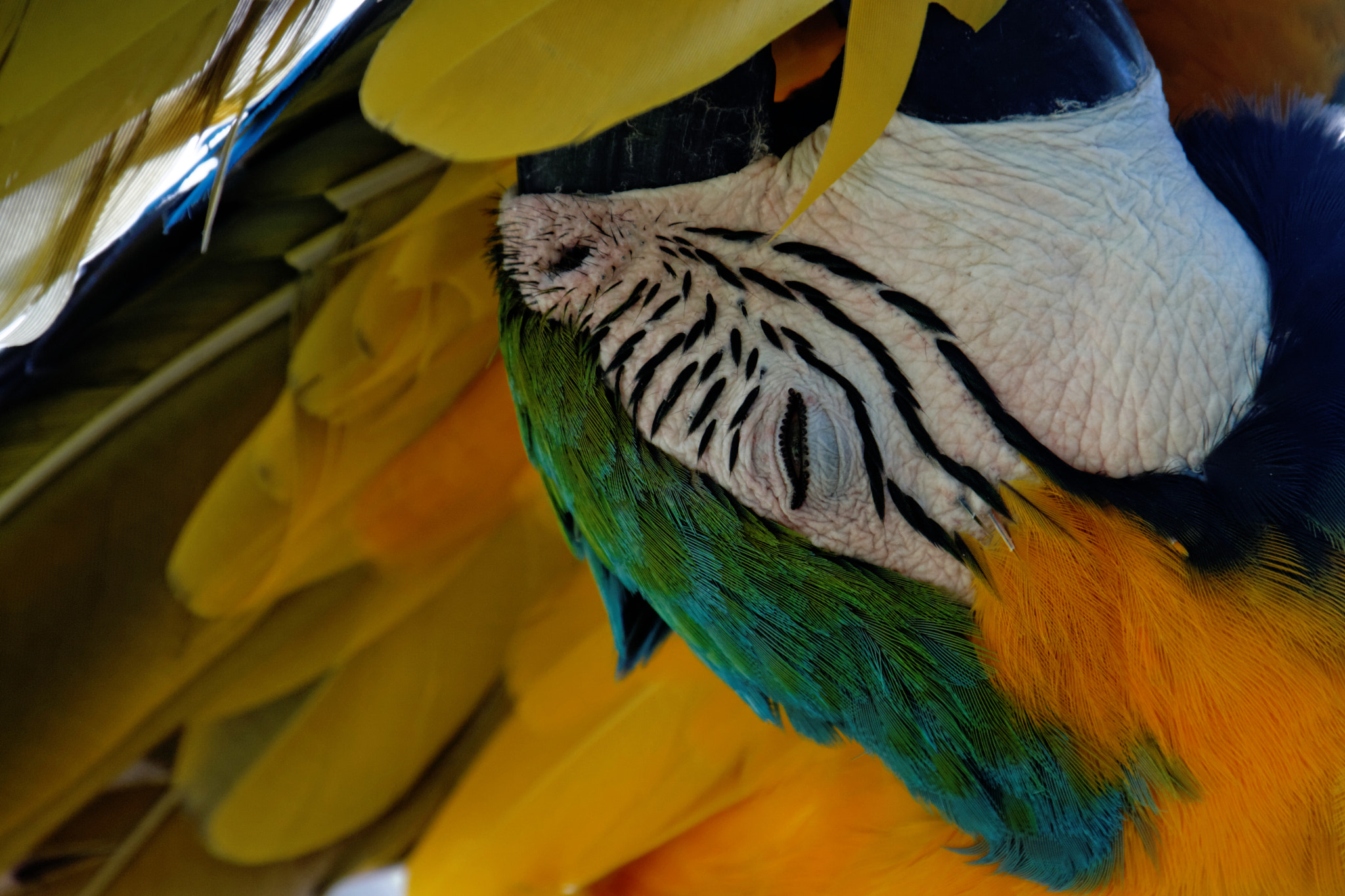 Canon EOS 400D (EOS Digital Rebel XTi / EOS Kiss Digital X) sample photo. Yellow parrot | bali photography