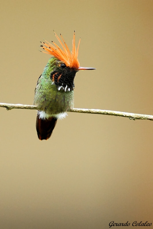 Canon EOS 7D + Canon EF 300mm F2.8L IS USM sample photo. Lophornis delattrei - peru photography