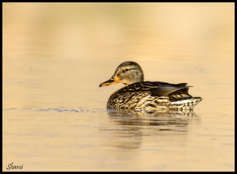 Nikon AF-S Nikkor 300mm F2.8G ED VR II sample photo. Mallard photography