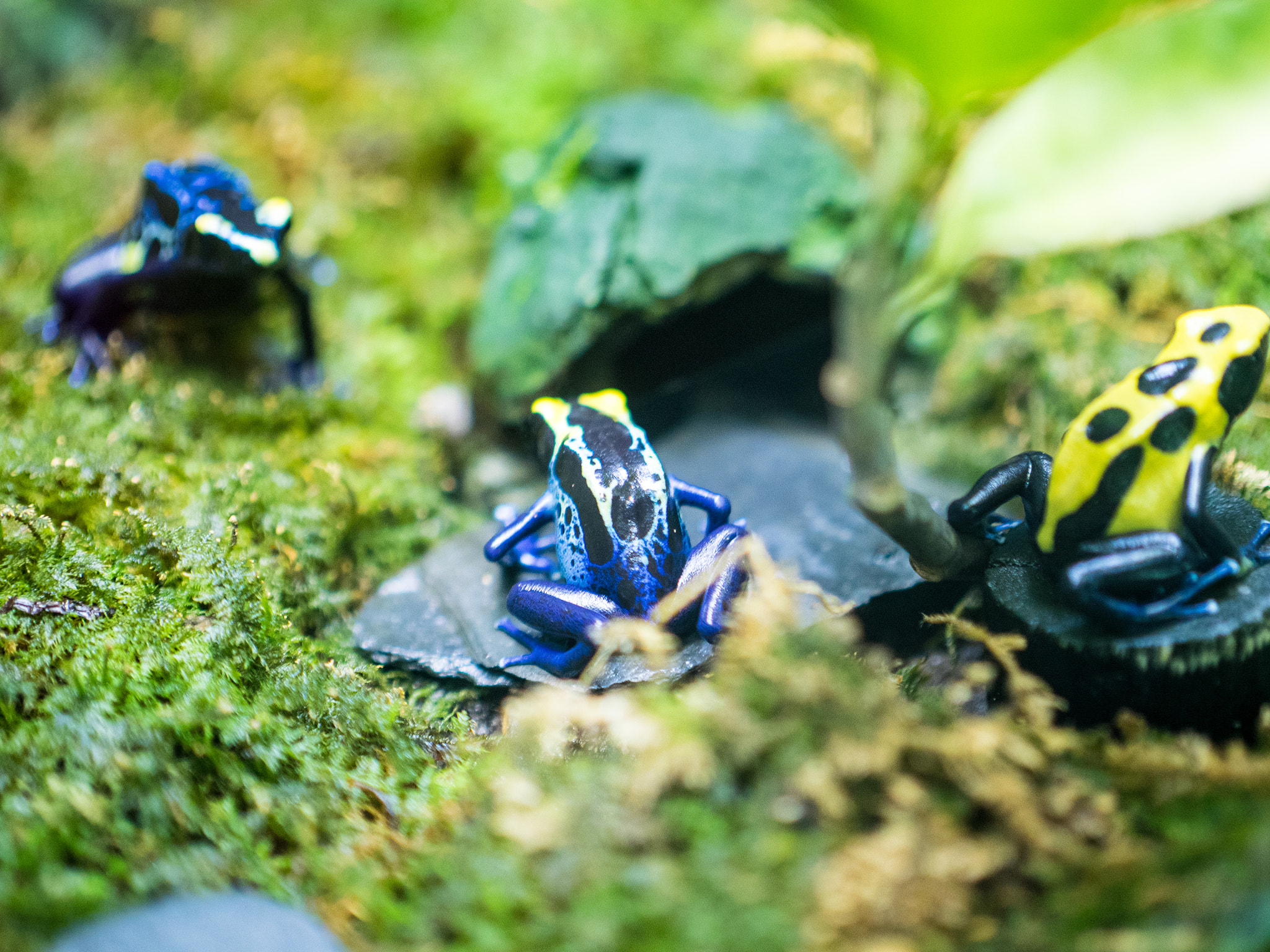 Panasonic Leica DG Nocticron 42.5mm F1.2 ASPH OIS sample photo. 26064249825.jpg photography