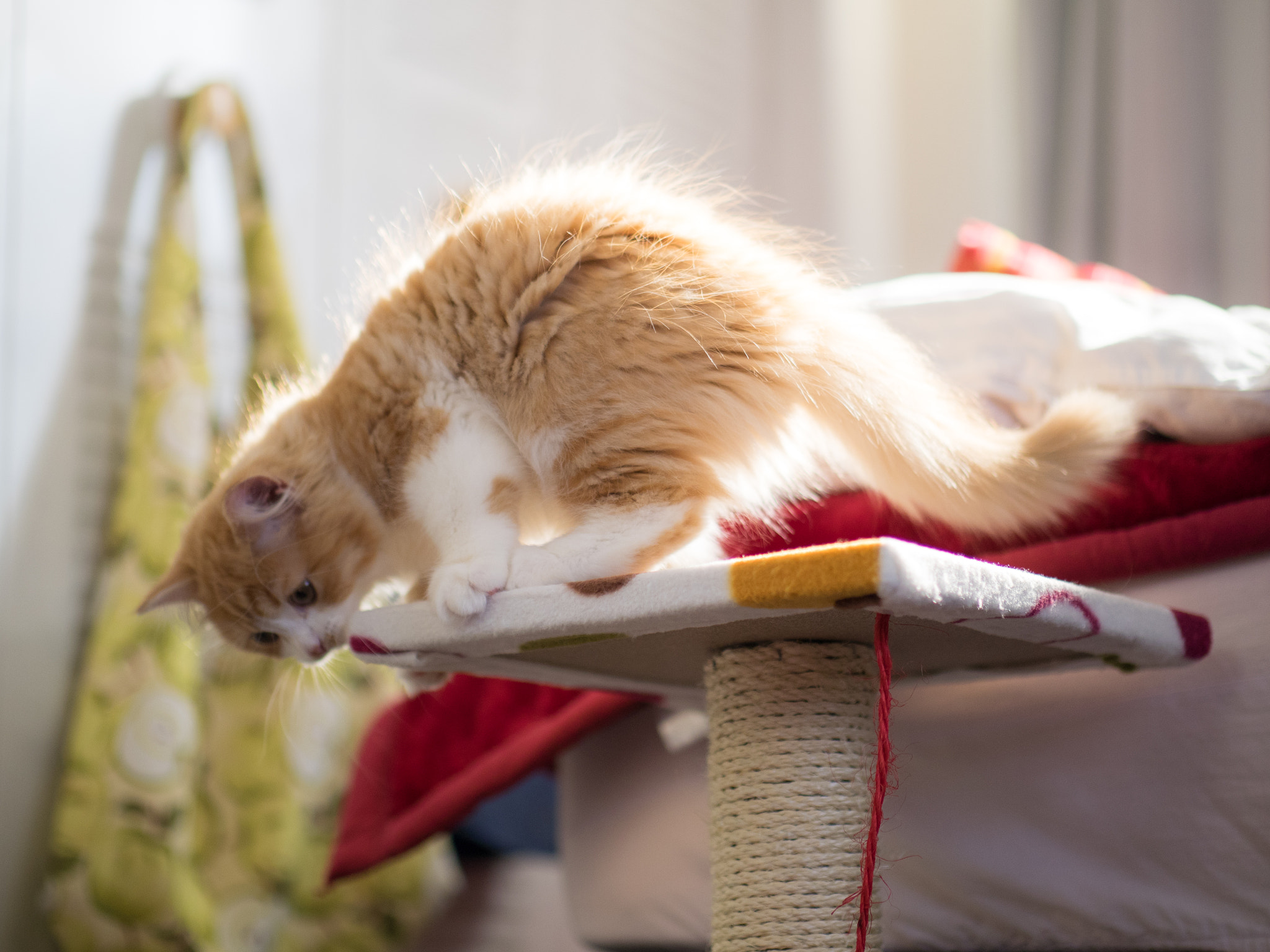 Panasonic Leica DG Nocticron 42.5mm F1.2 ASPH OIS sample photo. 25950584262.jpg photography