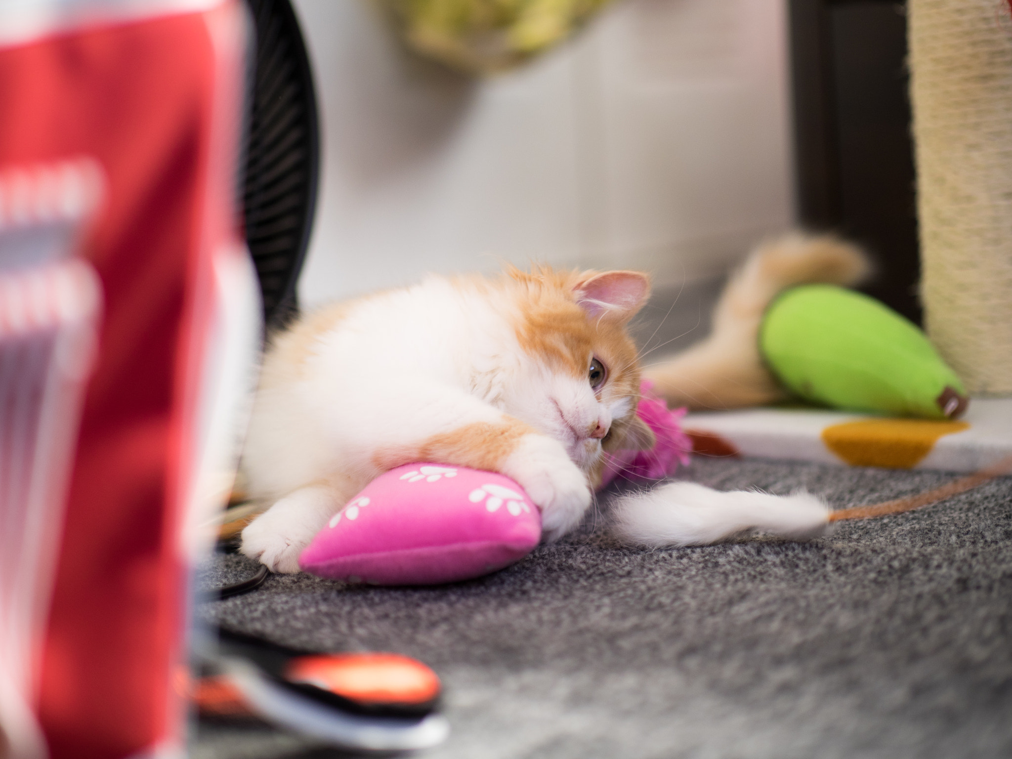 Panasonic Leica DG Nocticron 42.5mm F1.2 ASPH OIS sample photo. 25440574513.jpg photography