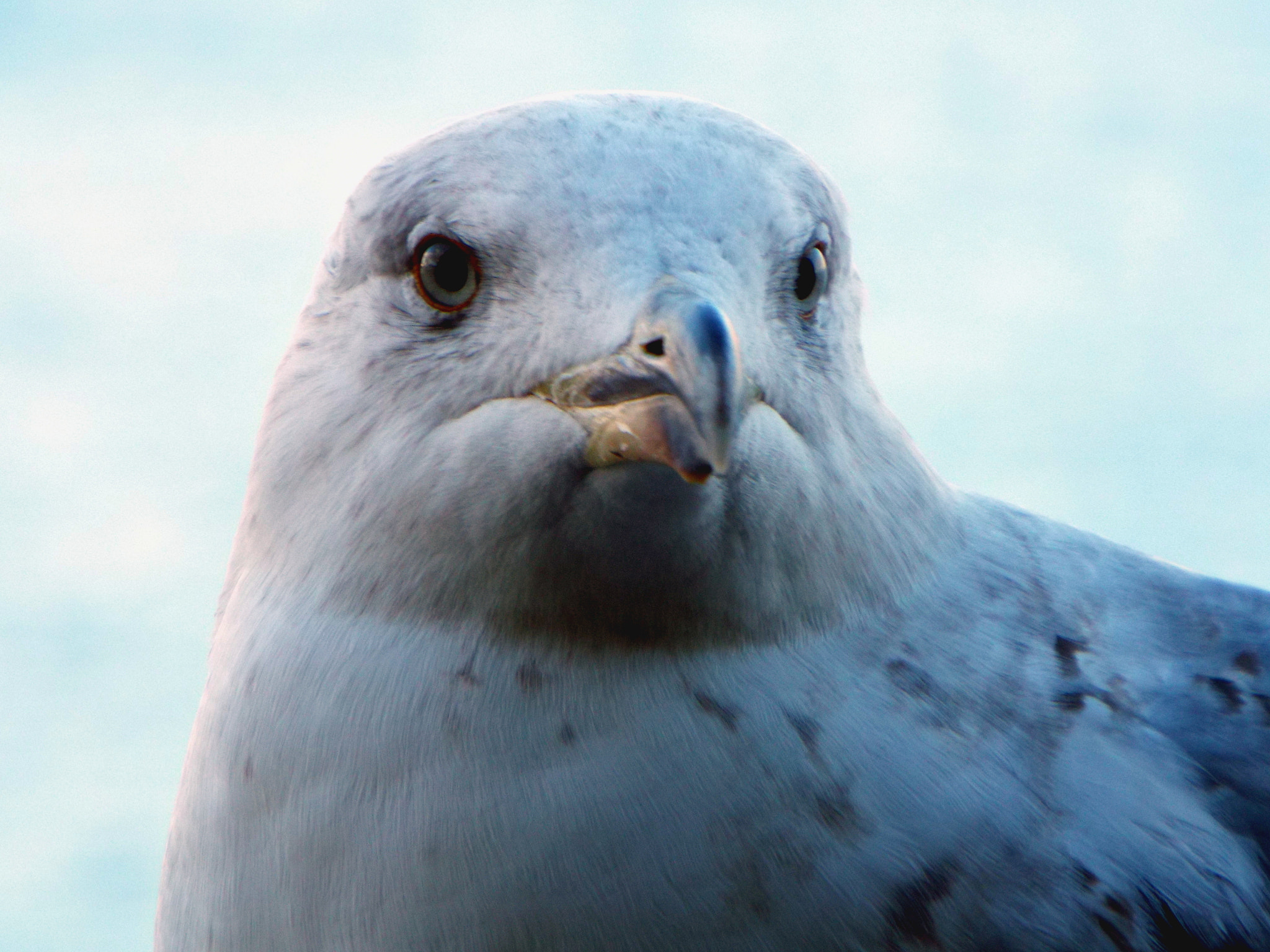 Fujifilm FinePix S9800 sample photo. Seagull portrait photography