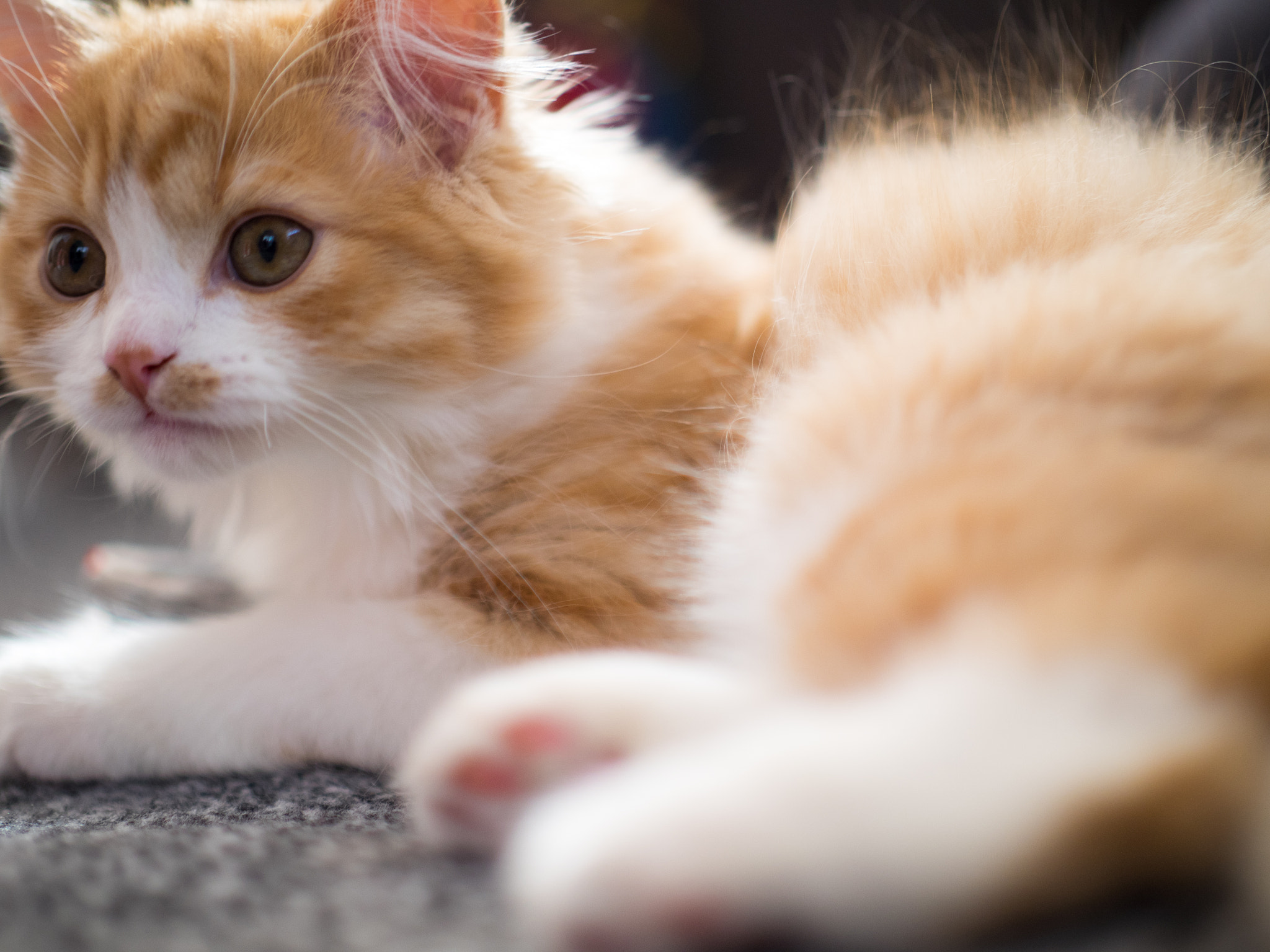 Panasonic Leica DG Nocticron 42.5mm F1.2 ASPH OIS sample photo. 25976753031.jpg photography