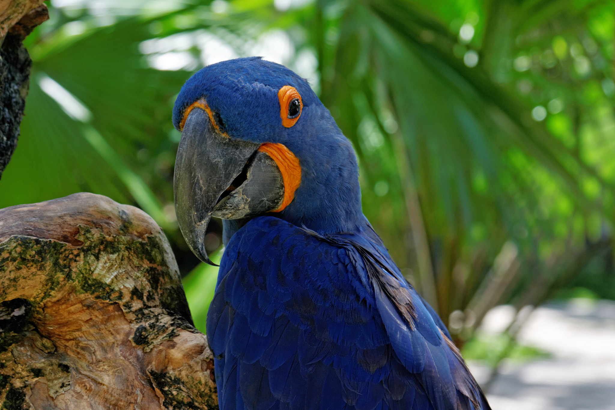 Canon EOS 400D (EOS Digital Rebel XTi / EOS Kiss Digital X) + Canon EF-S 17-85mm F4-5.6 IS USM sample photo. Blue parrot | bali photography