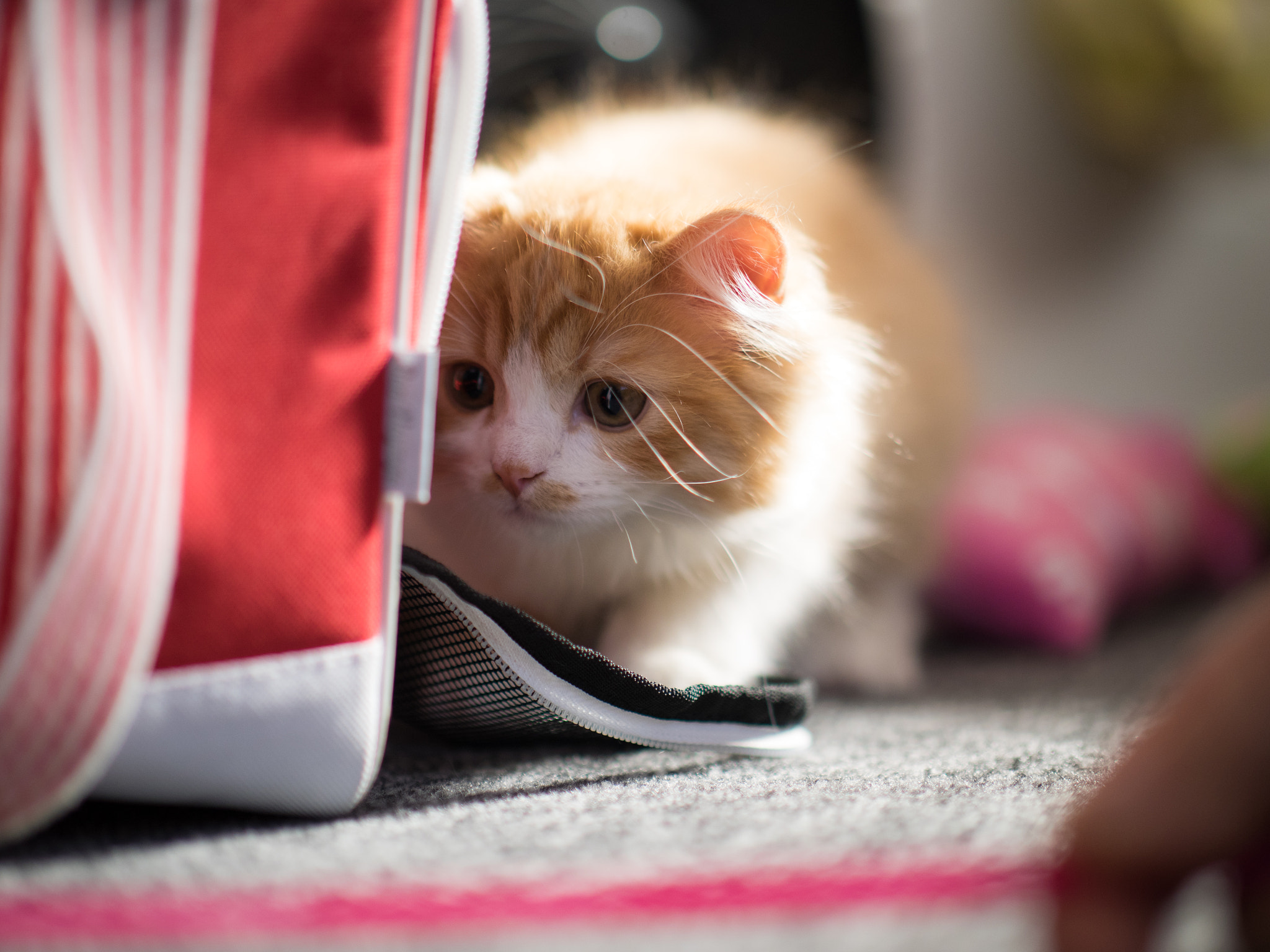 Panasonic Leica DG Nocticron 42.5mm F1.2 ASPH OIS sample photo. 25950592032.jpg photography