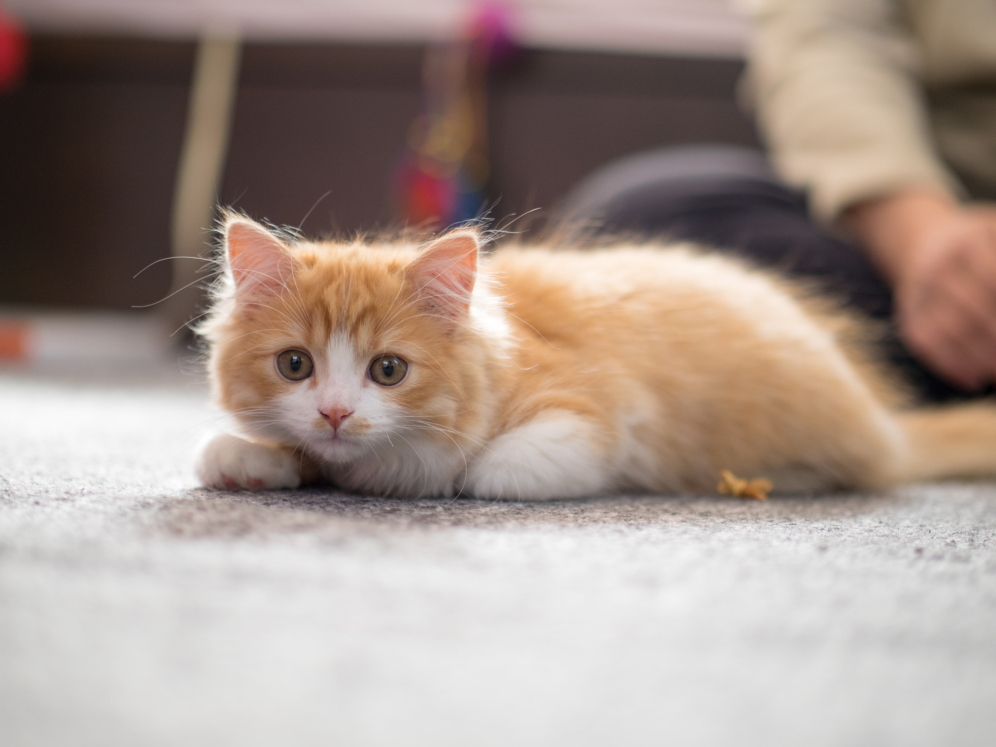 Panasonic Leica DG Nocticron 42.5mm F1.2 ASPH OIS sample photo. 25770283510.jpg photography